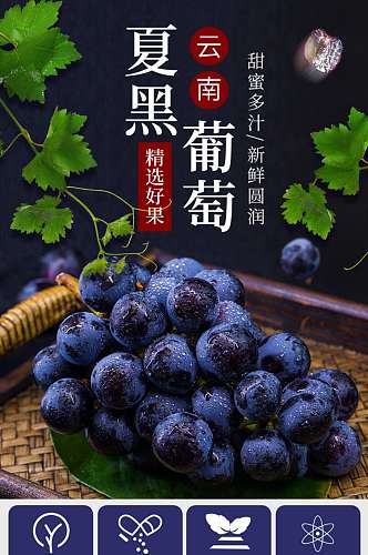 美食生鲜水果果蔬夏黑葡萄详情页