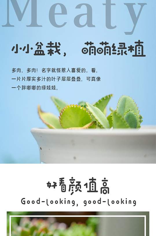 多肉植物盆栽详情页