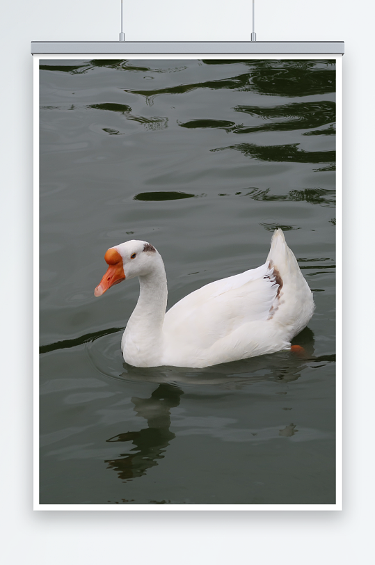 白色大鹅游泳图片
