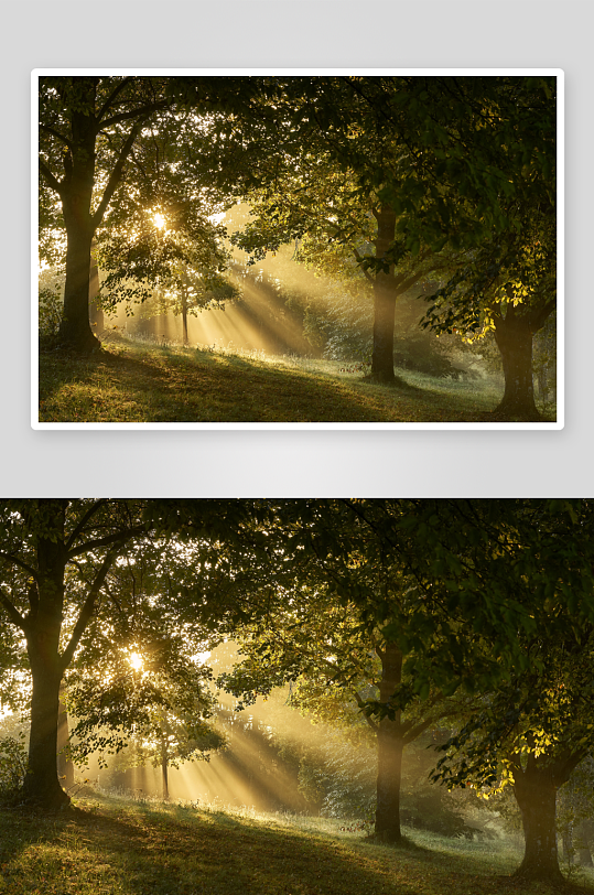 森林空地阳光此刻树木