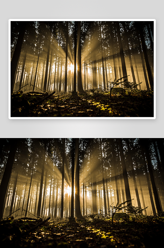 森林树木阳光轮廓此刻