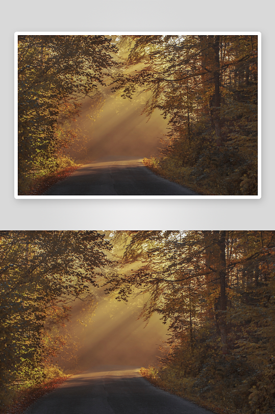 路树木阳光此刻森林