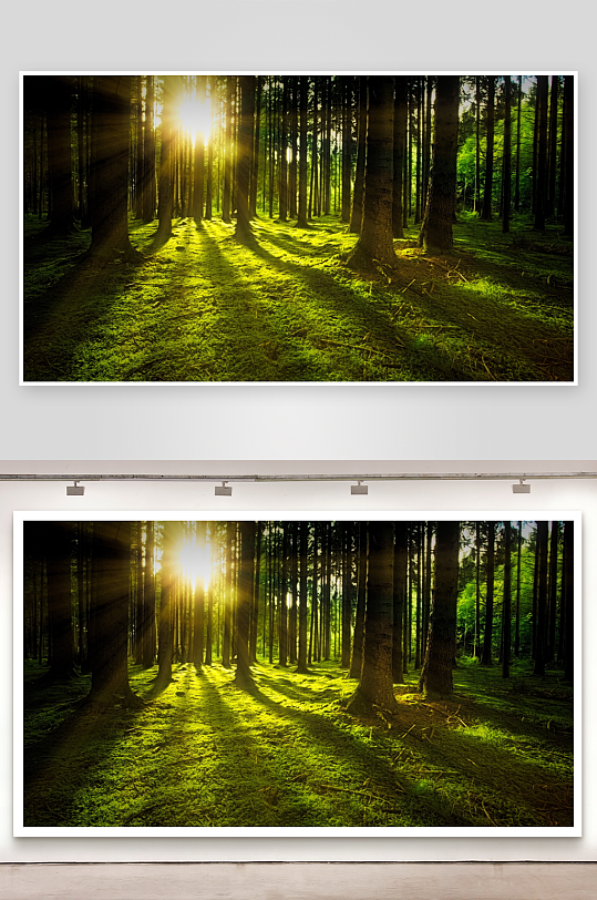 树木苔藓森林阳光此刻