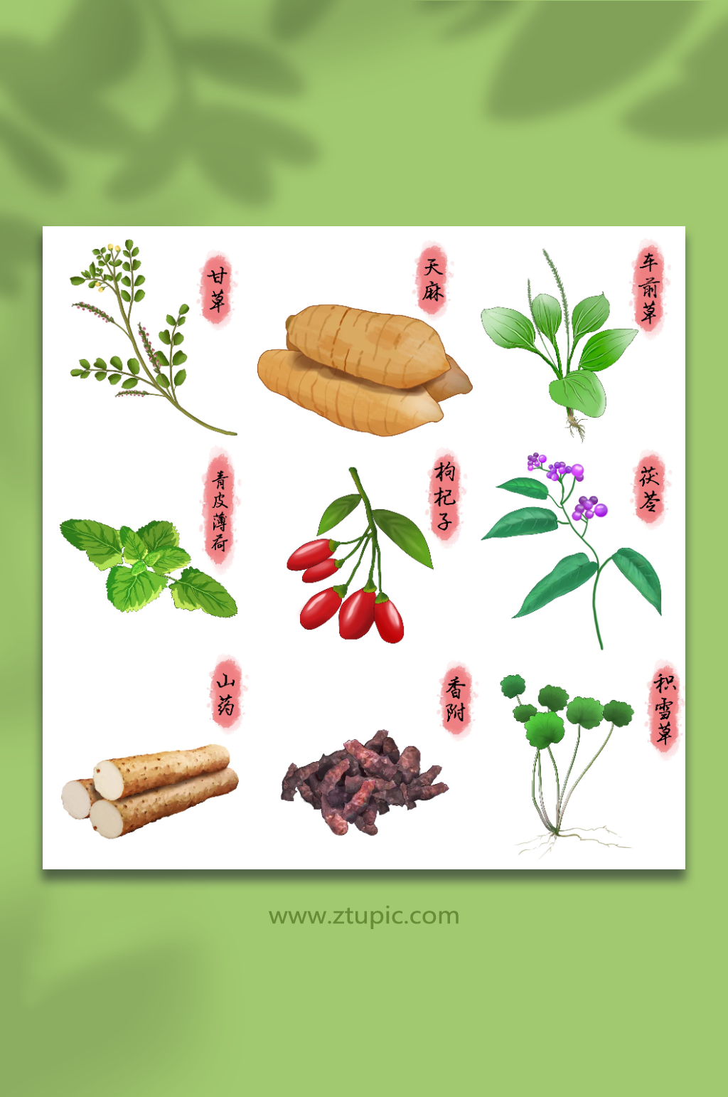 手绘甘草枸杞子车前草中草药材元素插画素材下载-众图网