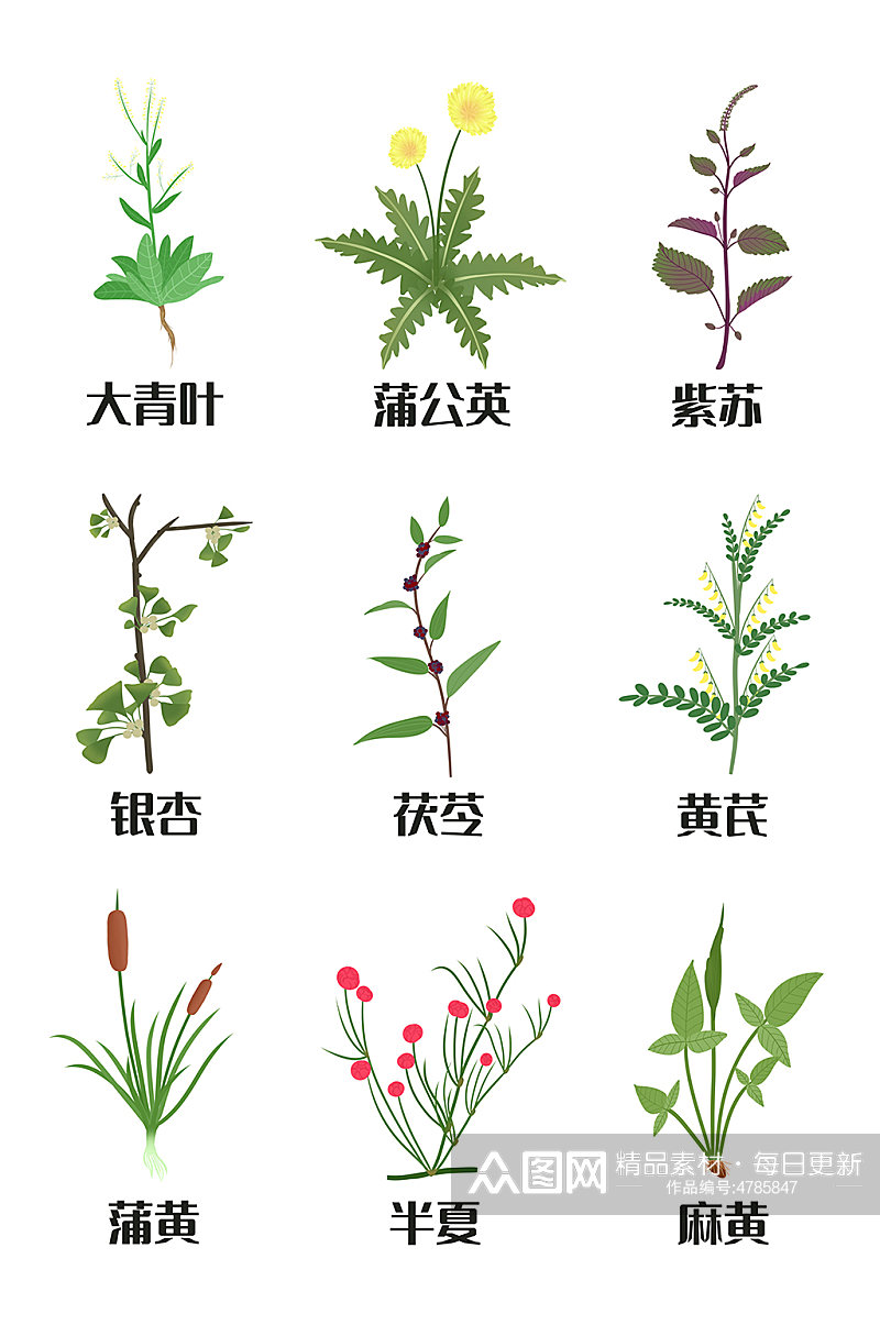 手绘蒲公英中草药材元素插画素材