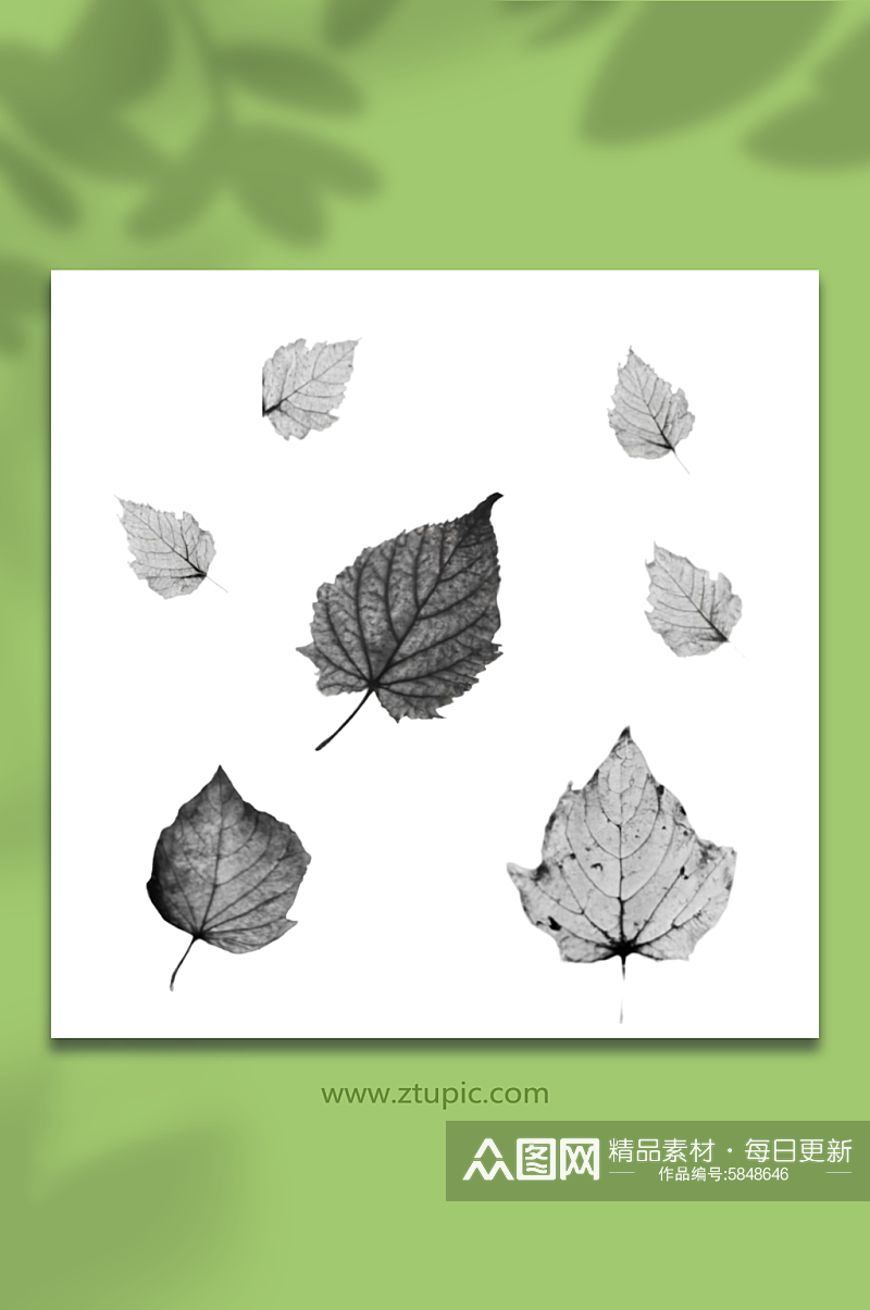 黑白枫叶落叶免抠图透明底元素素材