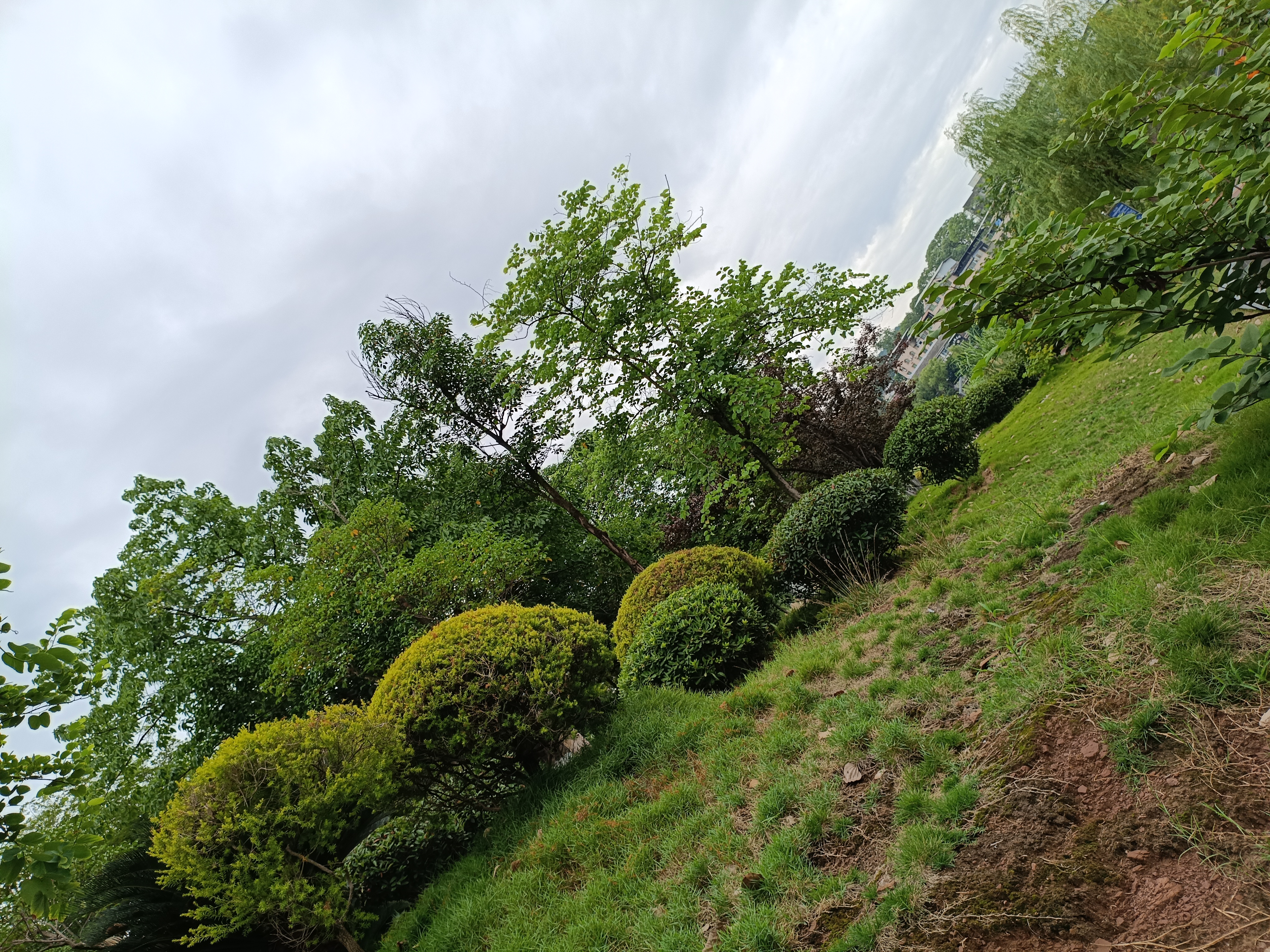 环境园林生物绿植树木素材
