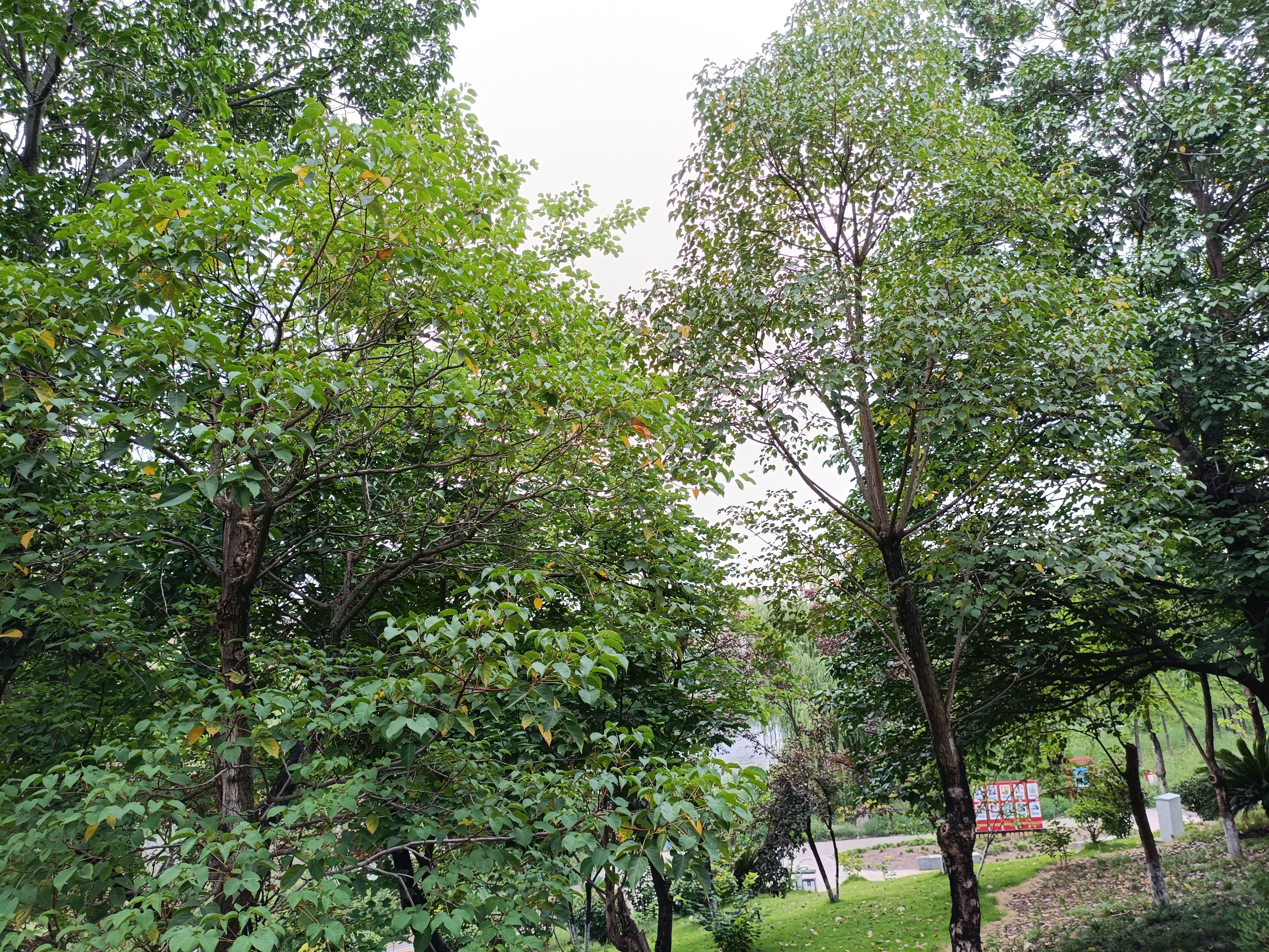 环境园林生物绿植树林草林素材