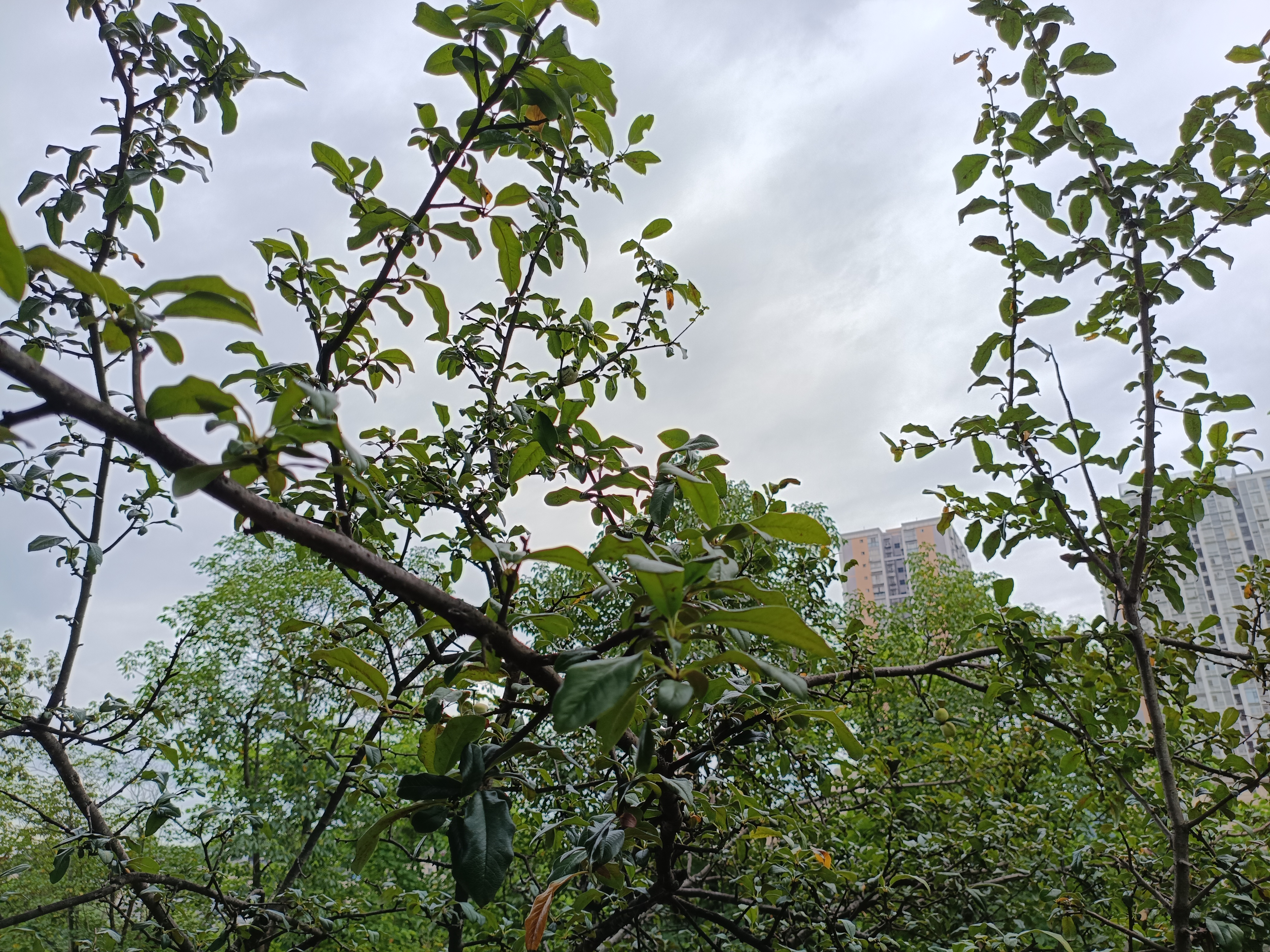 环境园林生物绿植树林树木素材
