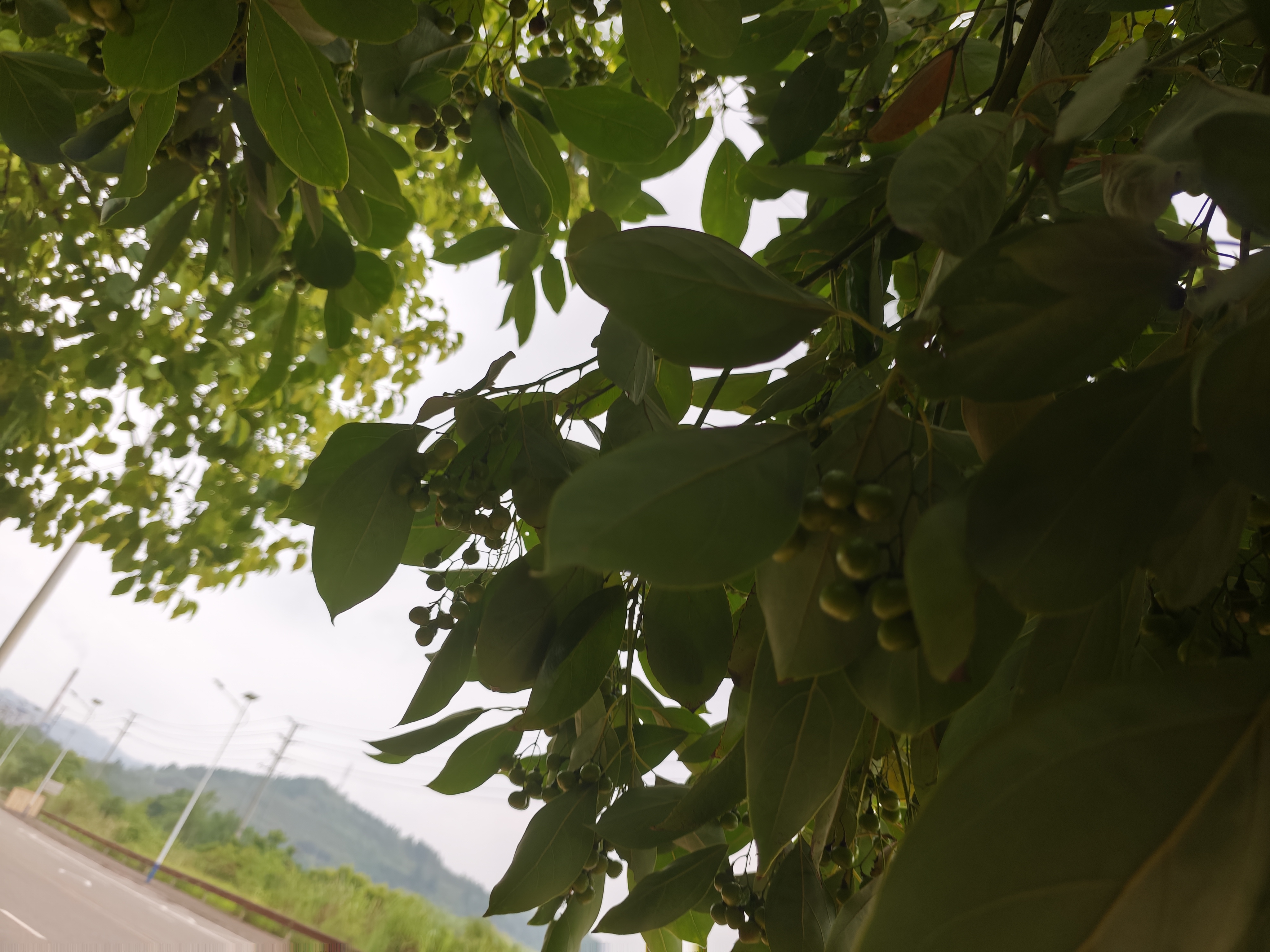 花朵枝条生物世界花草素材