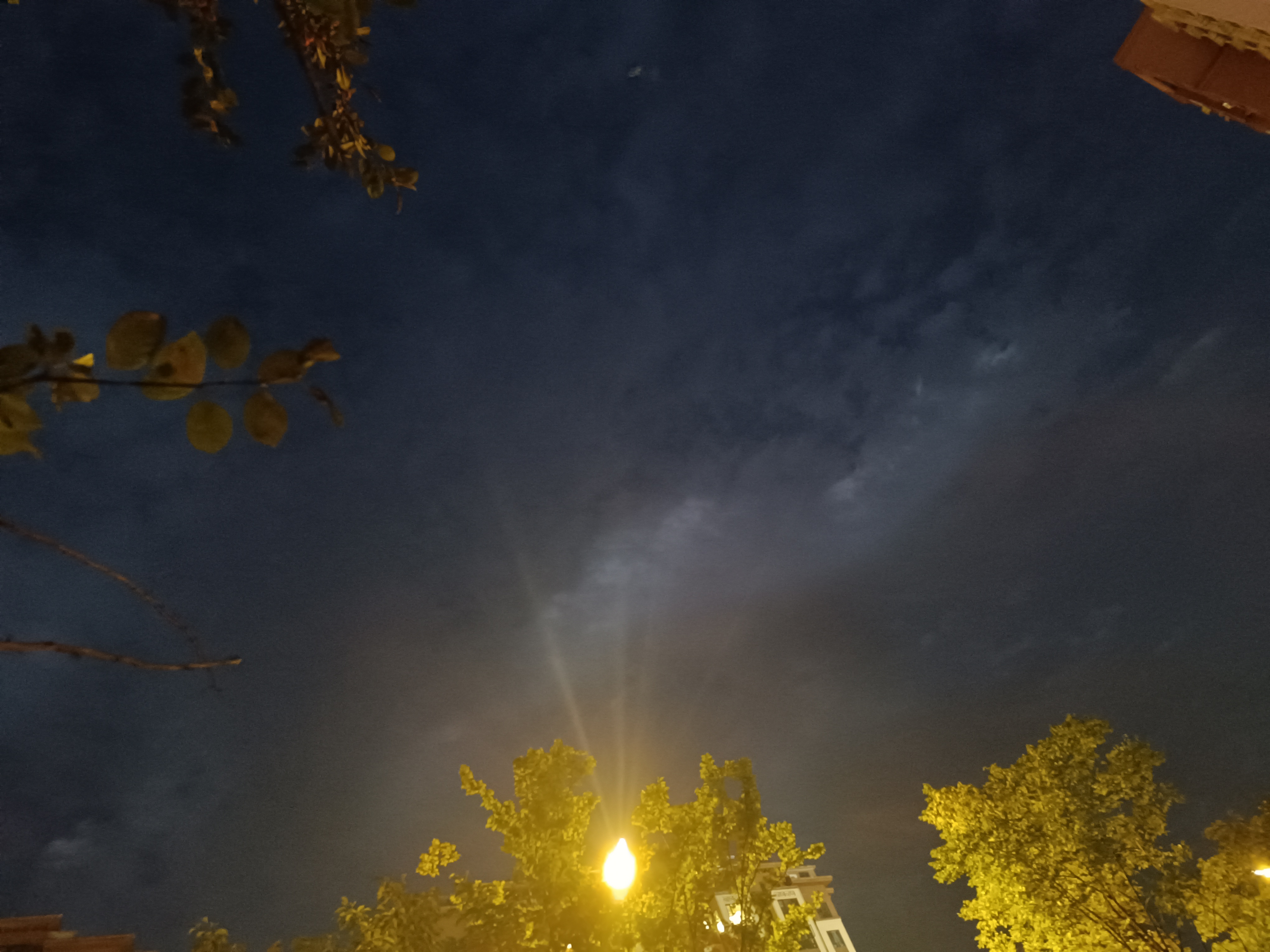 生物世界花草夜晚树木素材