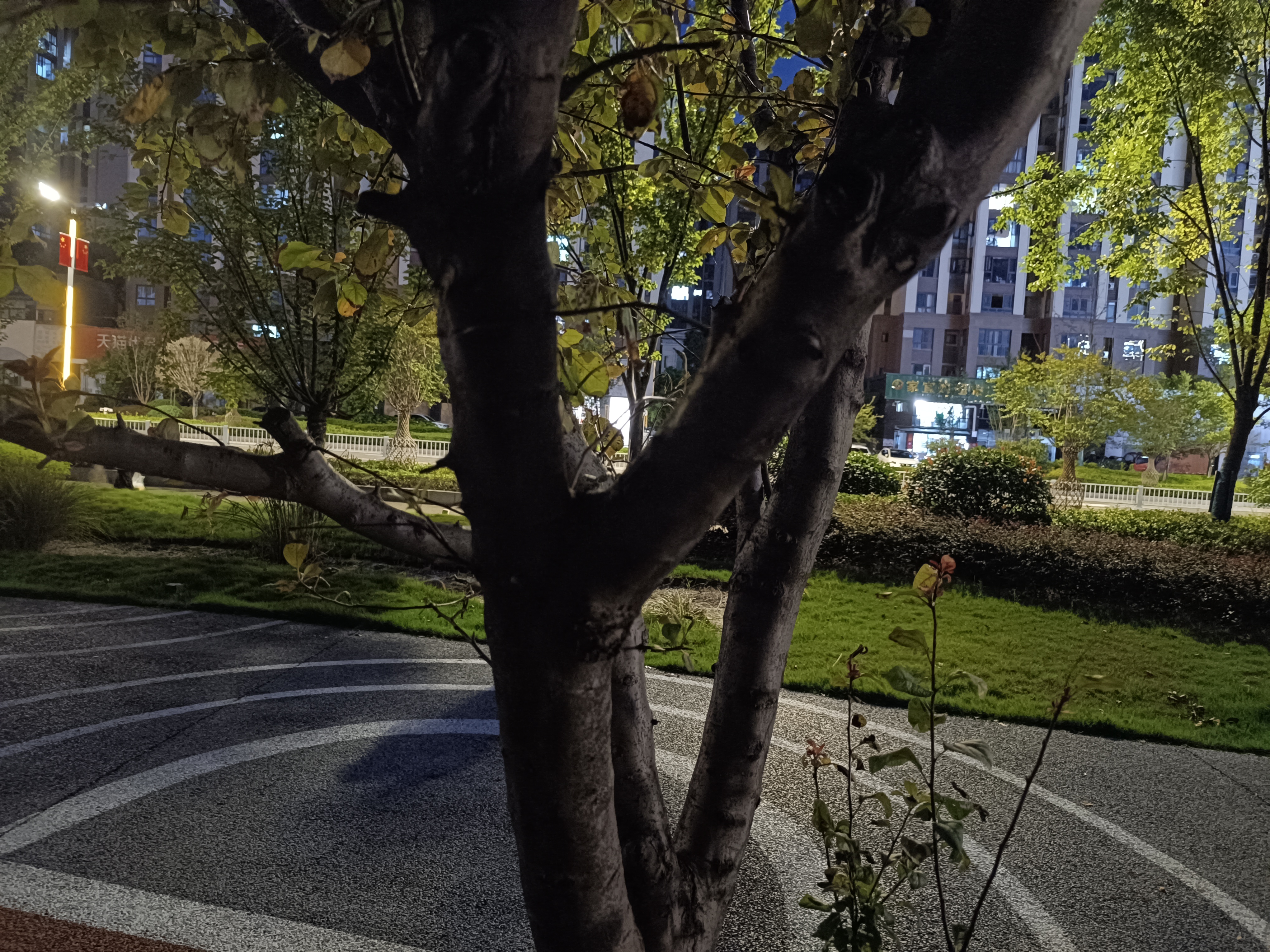 生物世界花草夜晚树林素材