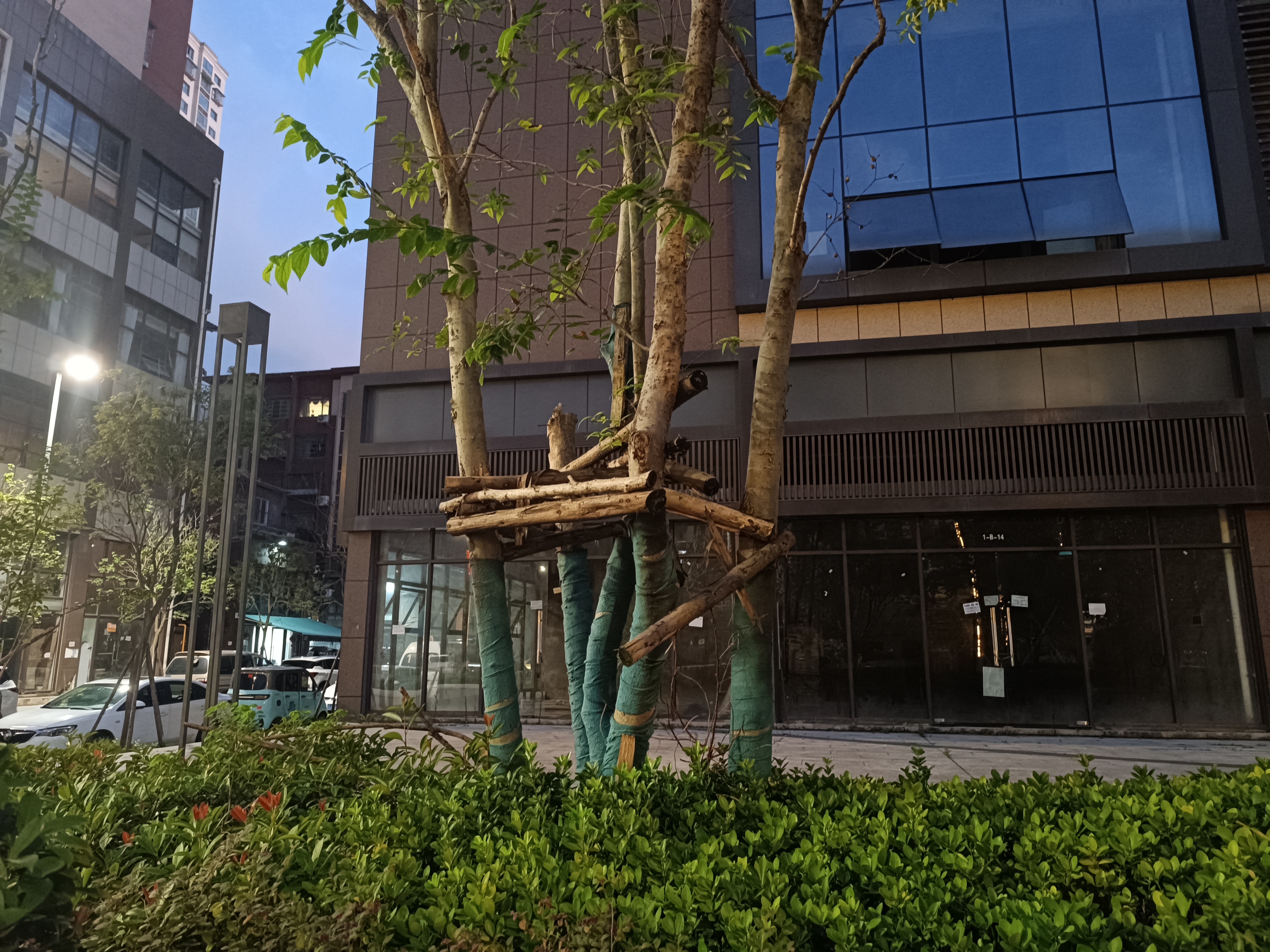 生物世界花草夜晚树枝素材