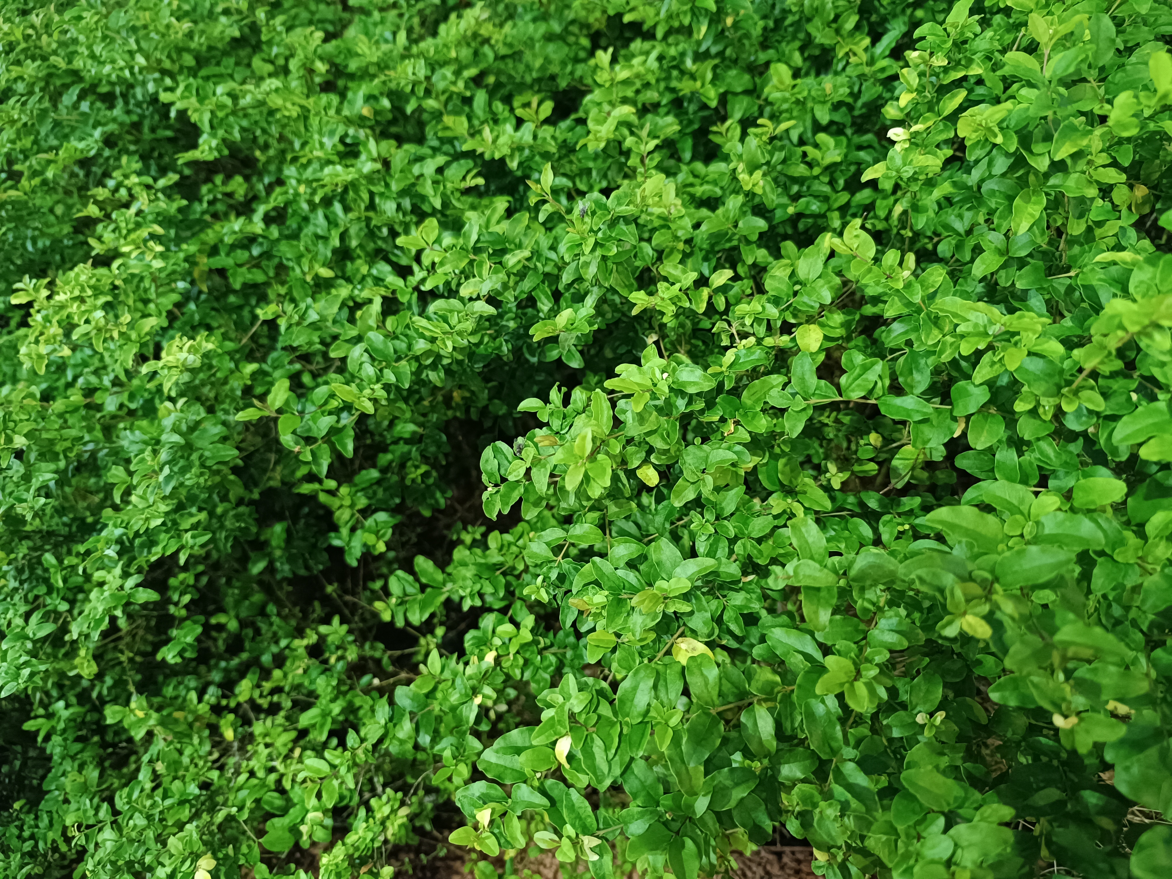 生物世界花草夜晚树干素材