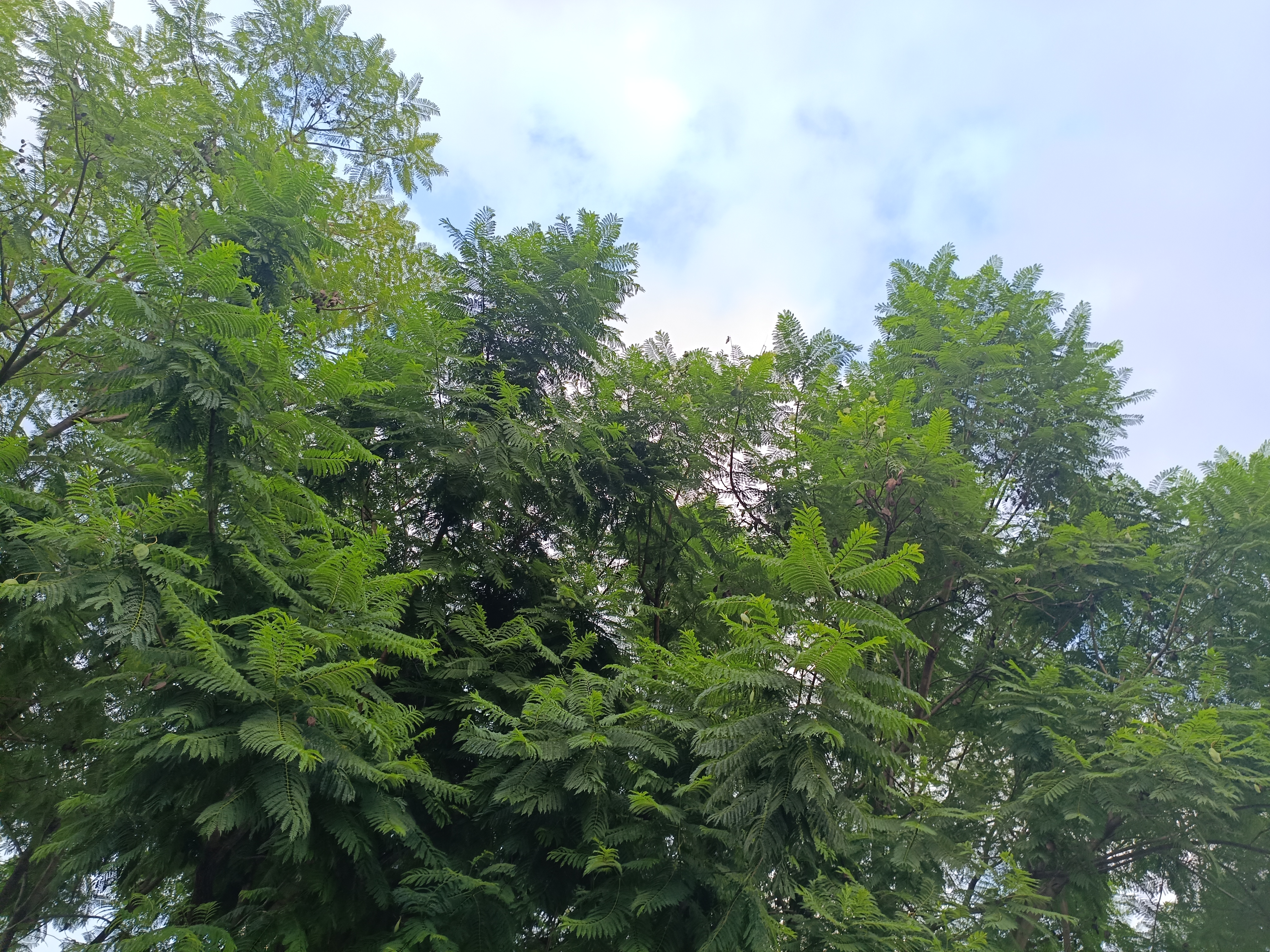 生物世界花草夜晚树干素材