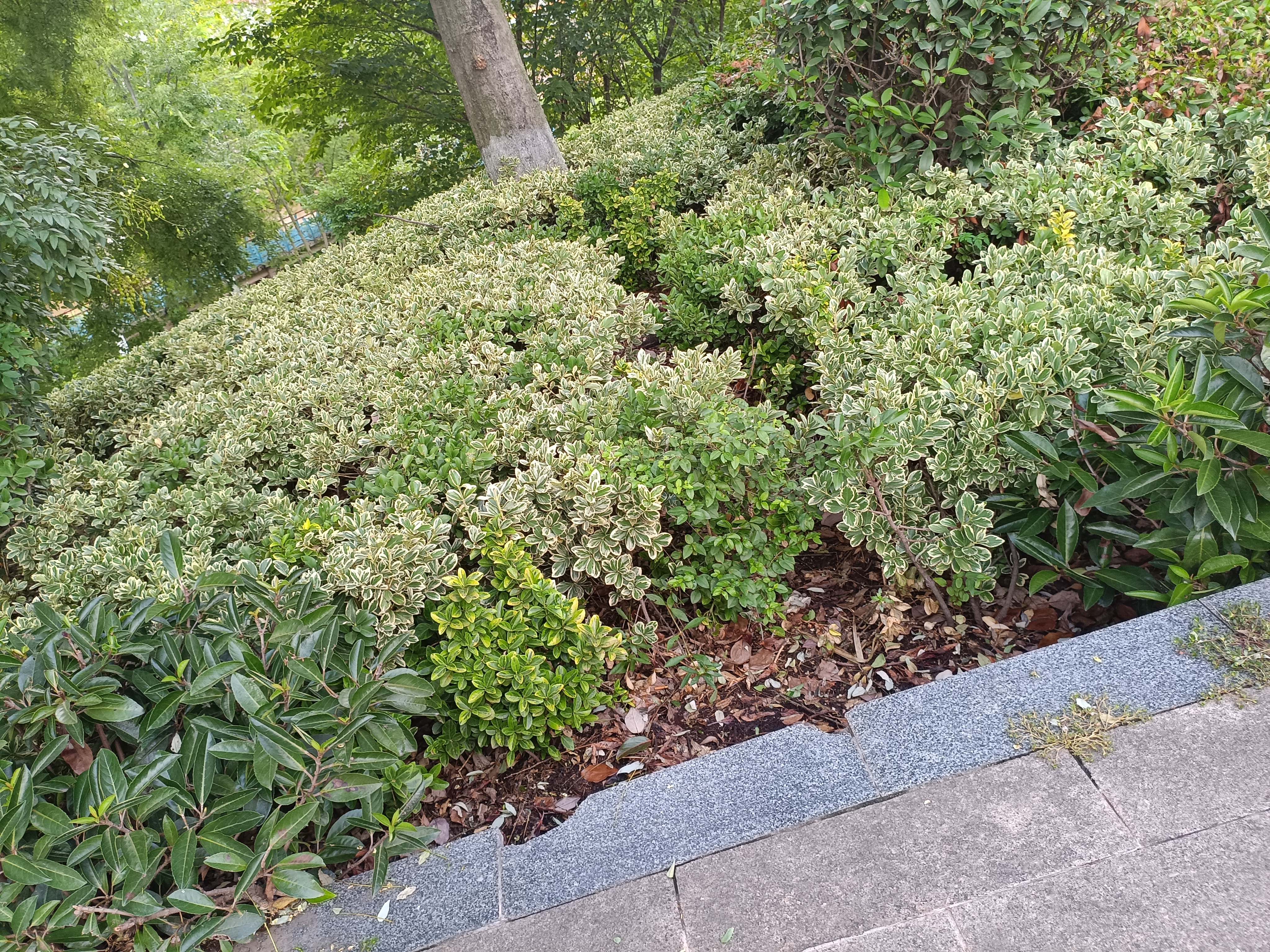 生物世界花草夜晚树素材