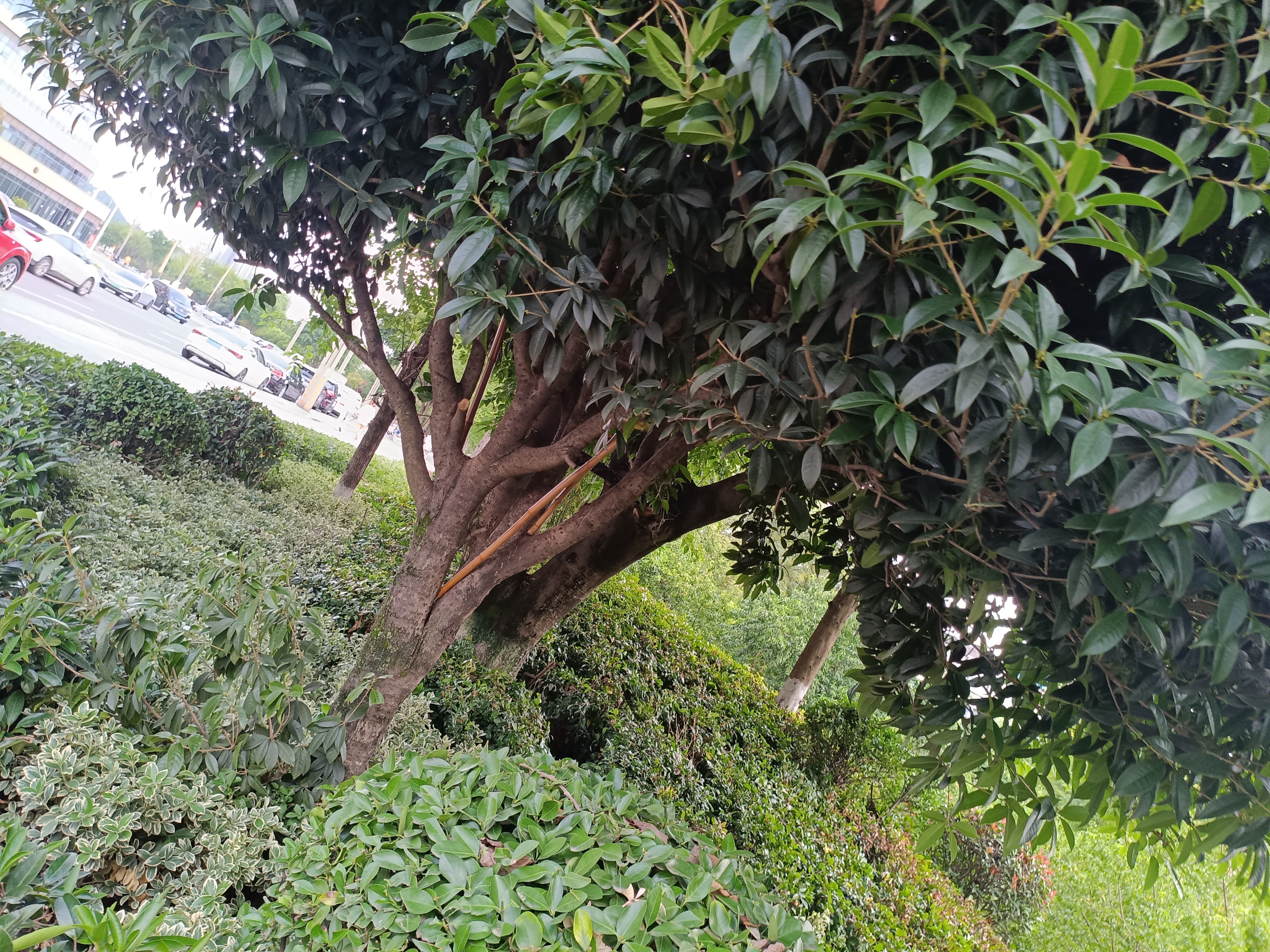生物世界花草夜晚树林小草素材