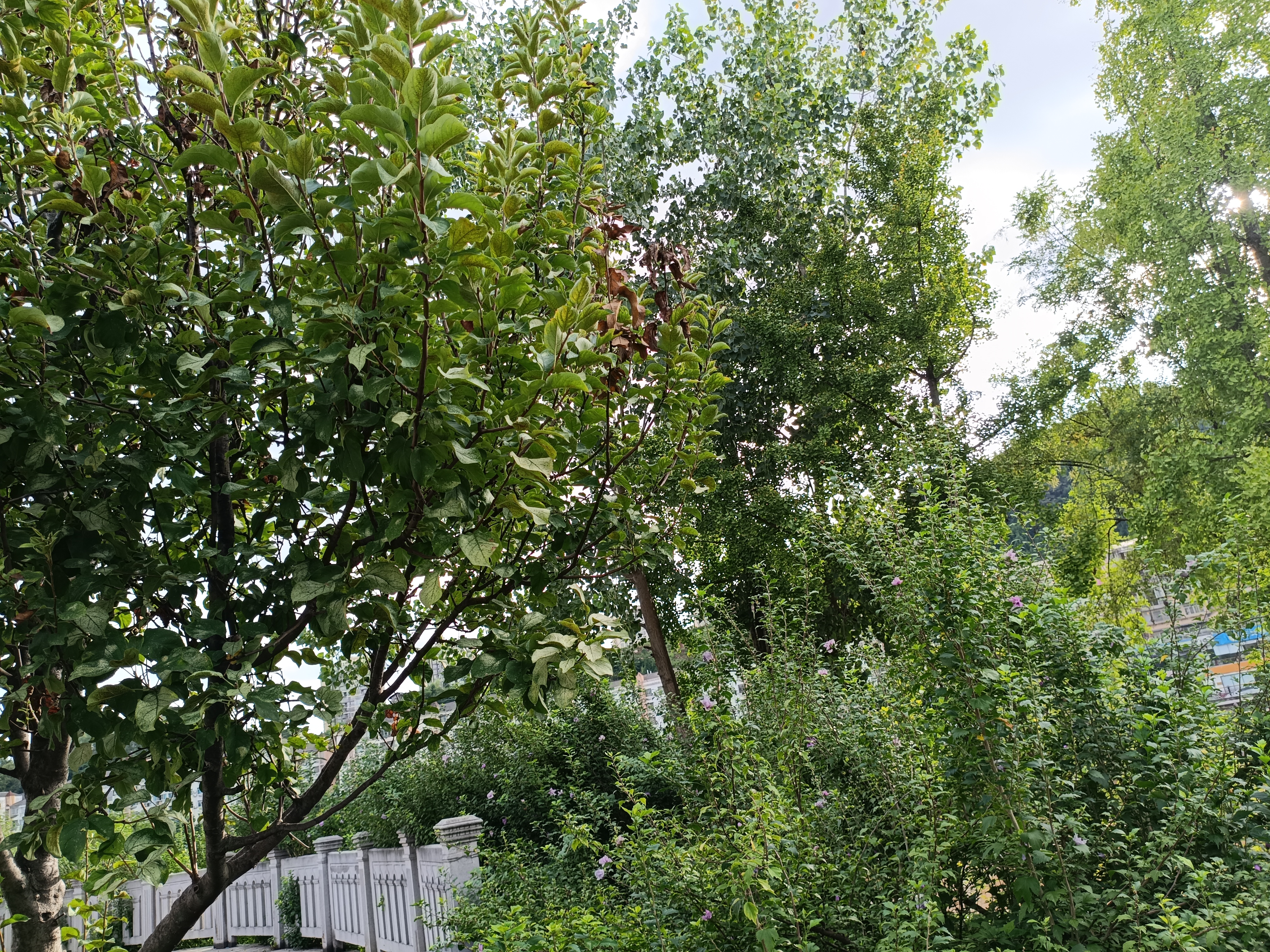 生物世界花草夜晚树木白云绿叶素材