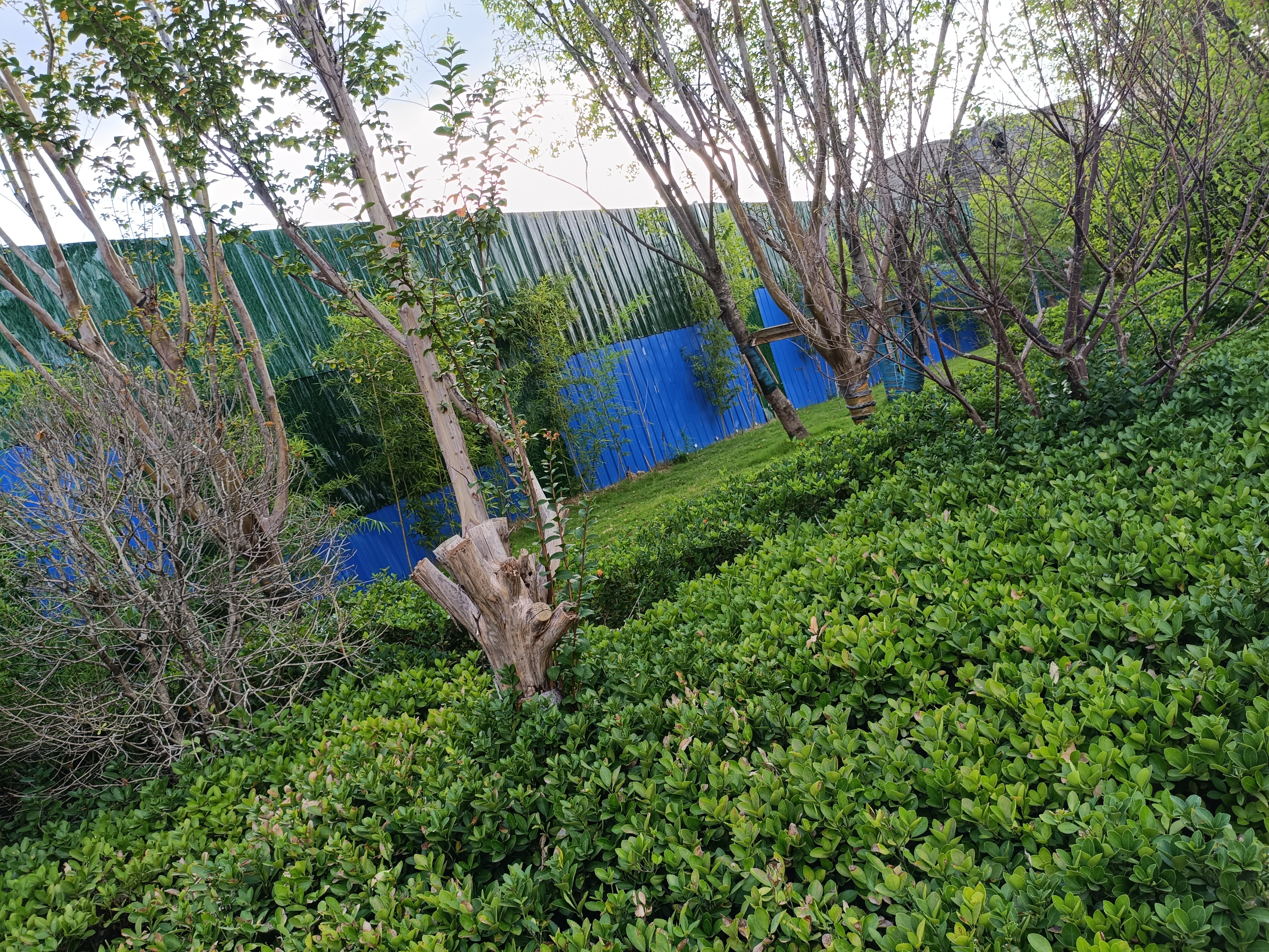 花草夜晚树木绿叶小草树木蓝天草坪素材