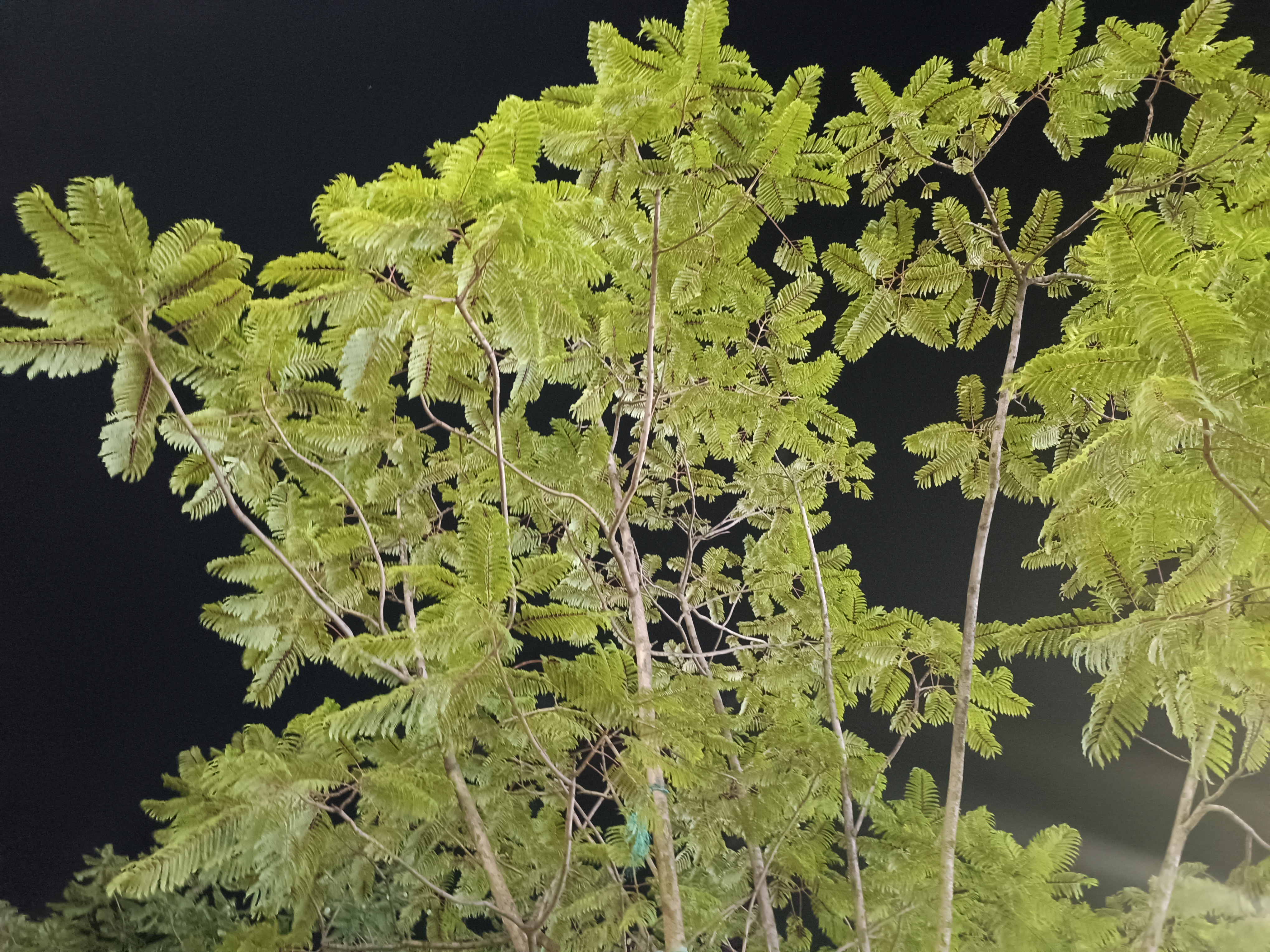 花草枝叶夜晚绿树素材