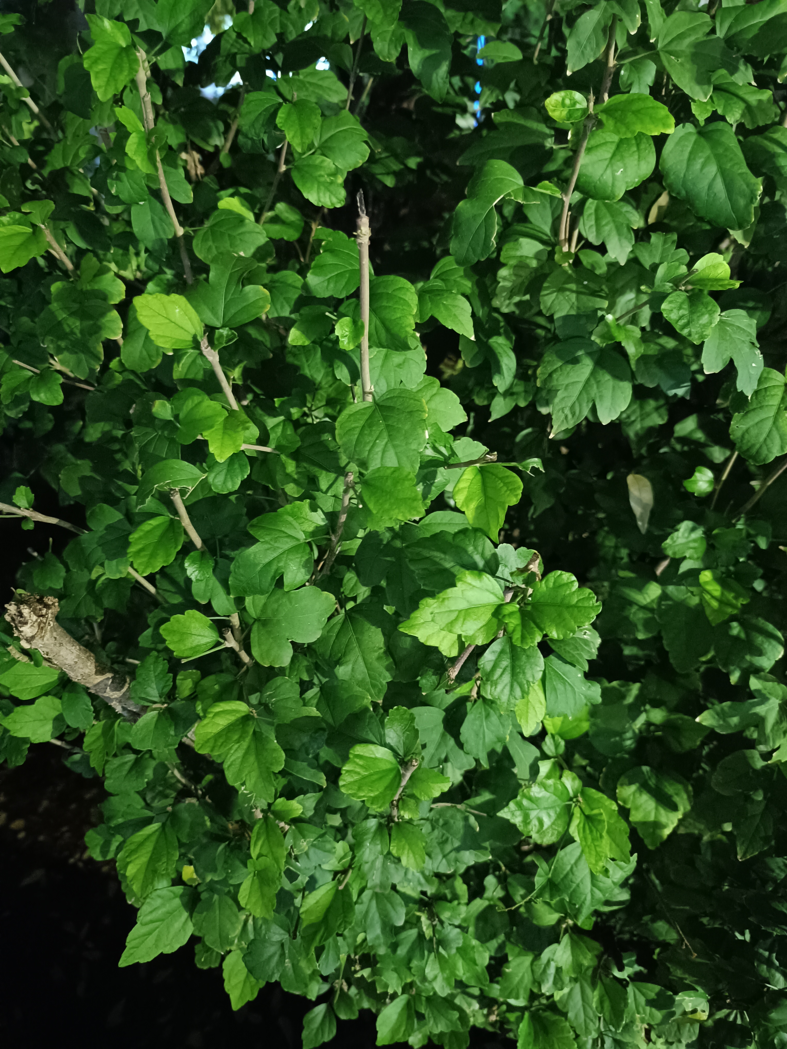 树木植物繁茂绿色小草绿叶素材