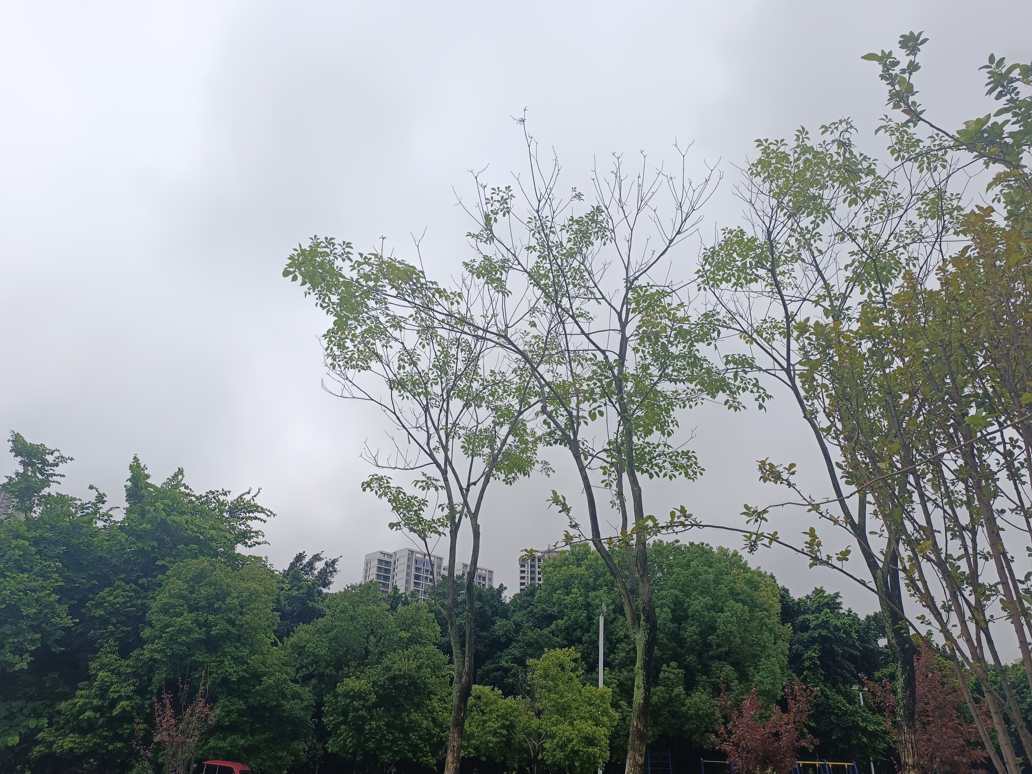 树干青草绿叶枝叶植物素材