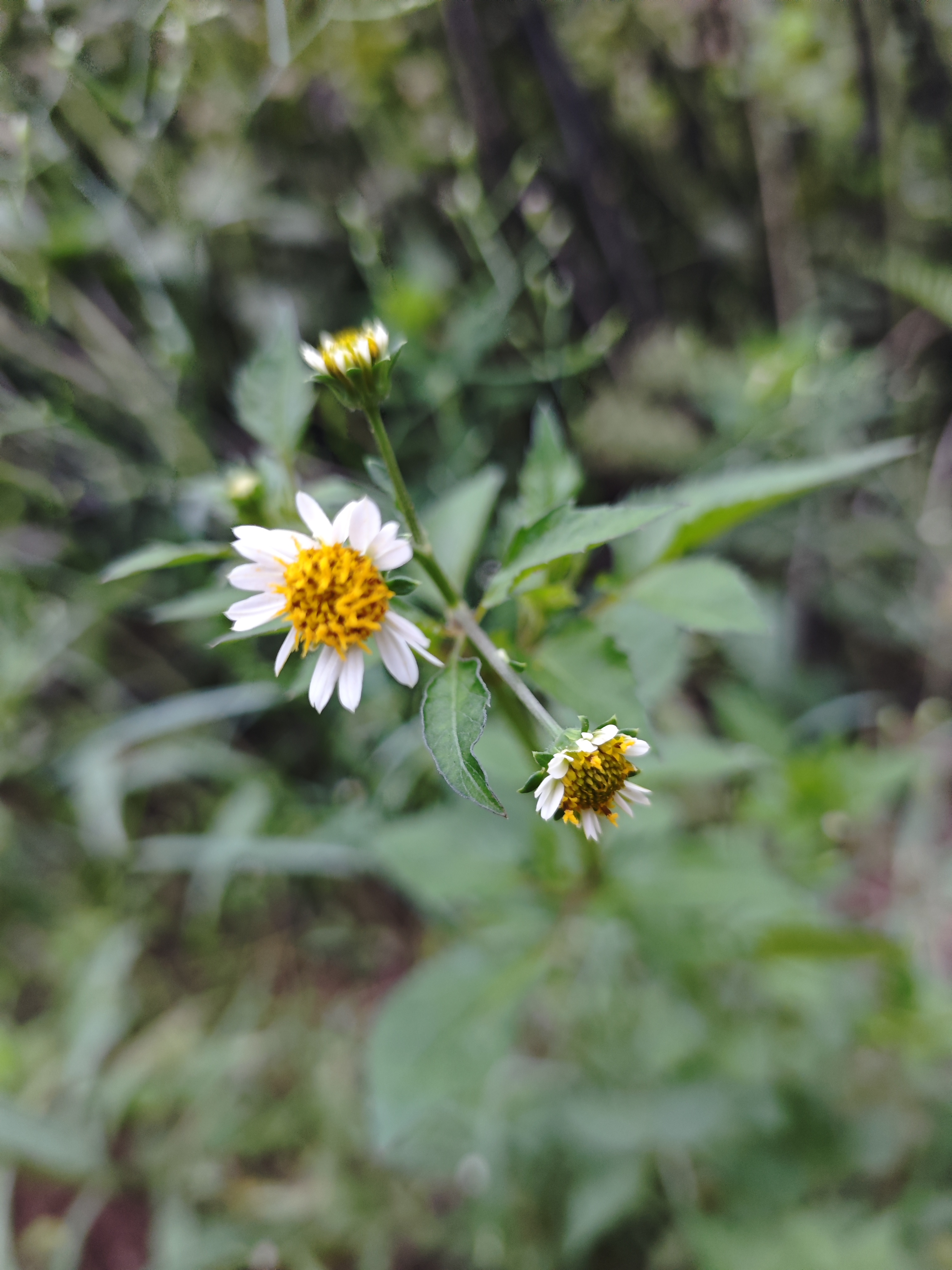 生物世界树木绿植树叶素材