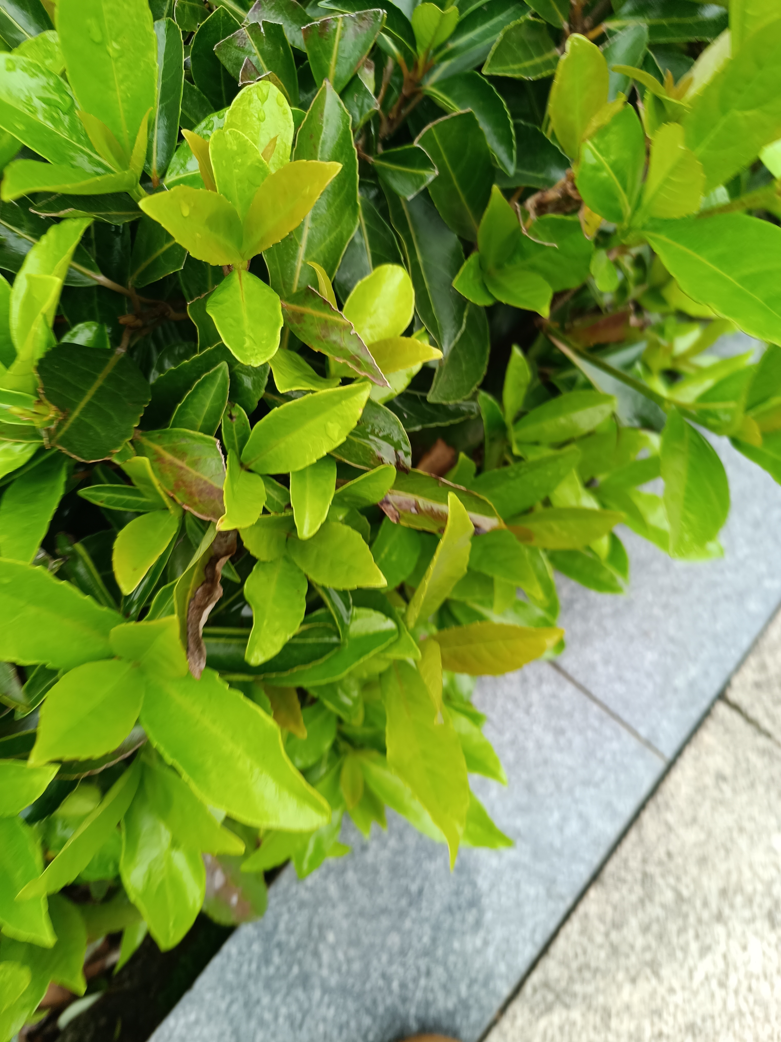 路边翠绿草地与枝头绿意素材