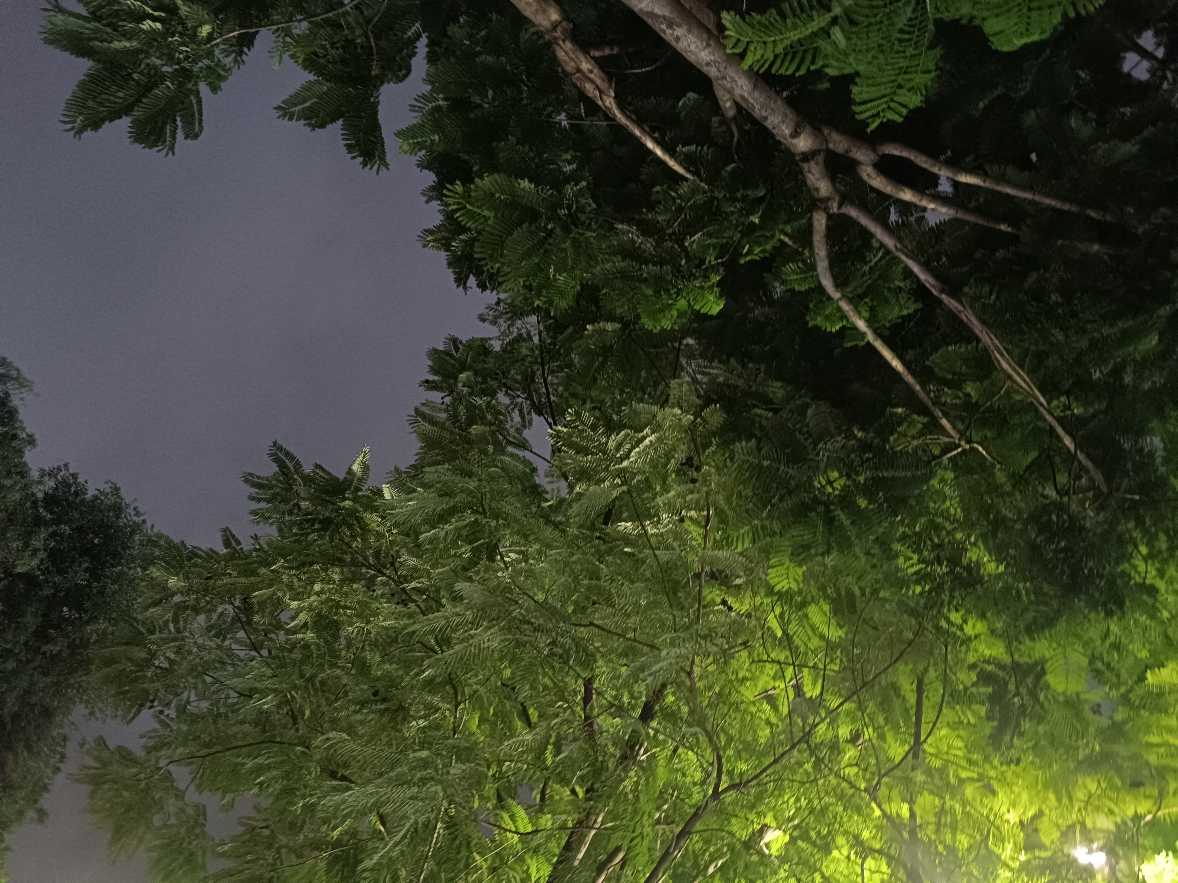 仰视绿树与阴沉天空素材