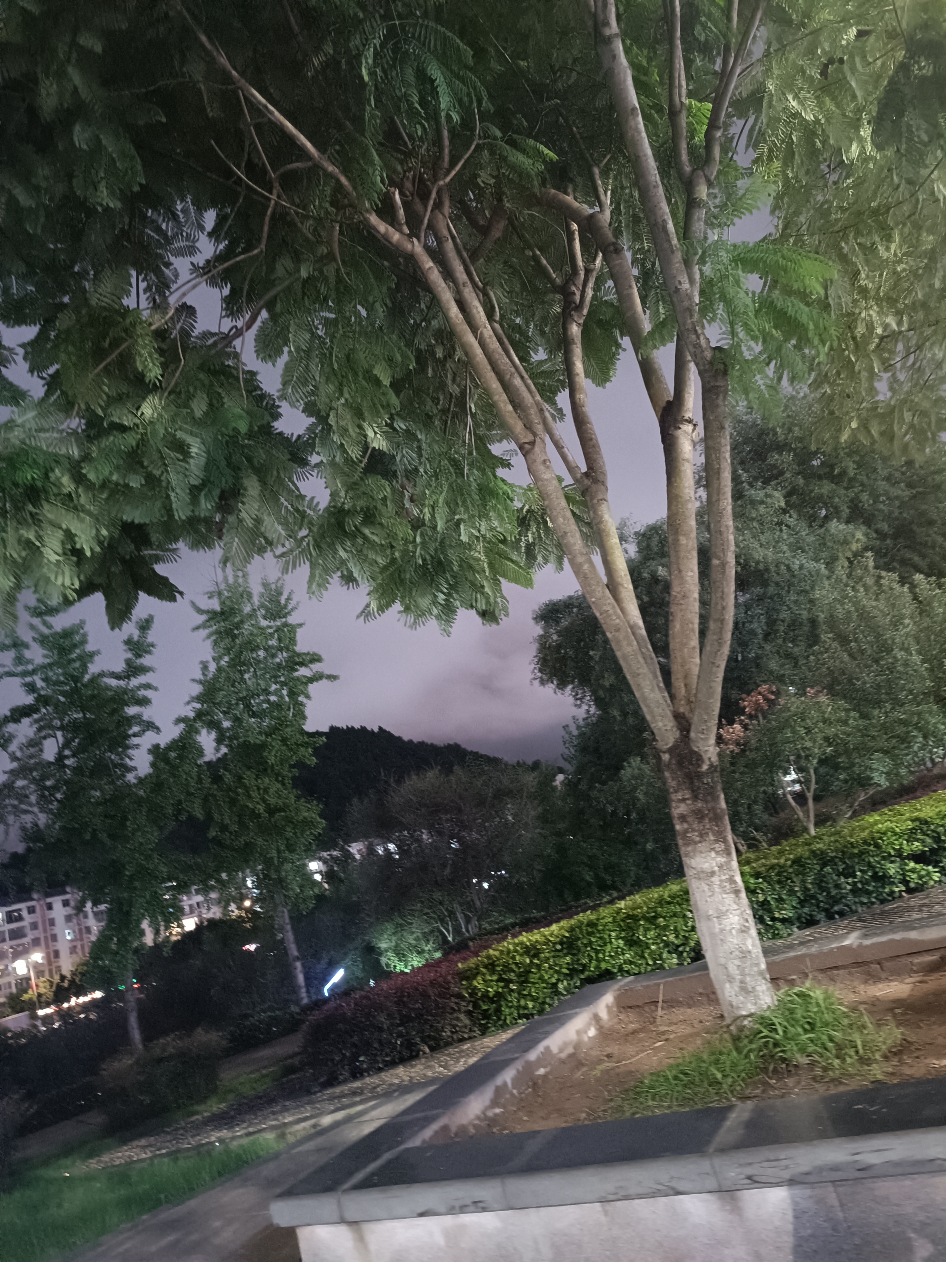 仰视绿树与阴沉天空素材