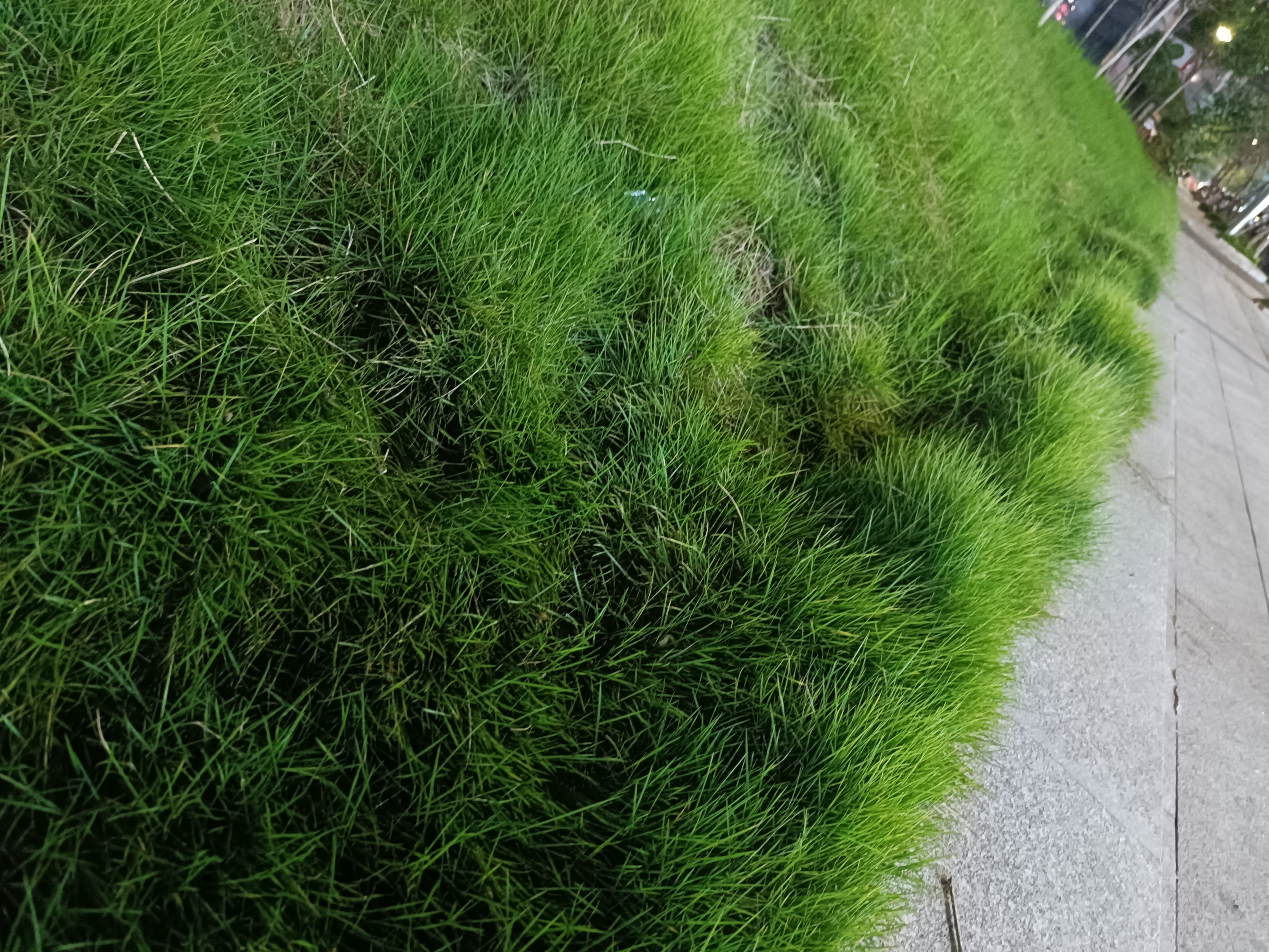 草地树木绿意盎然景致素材