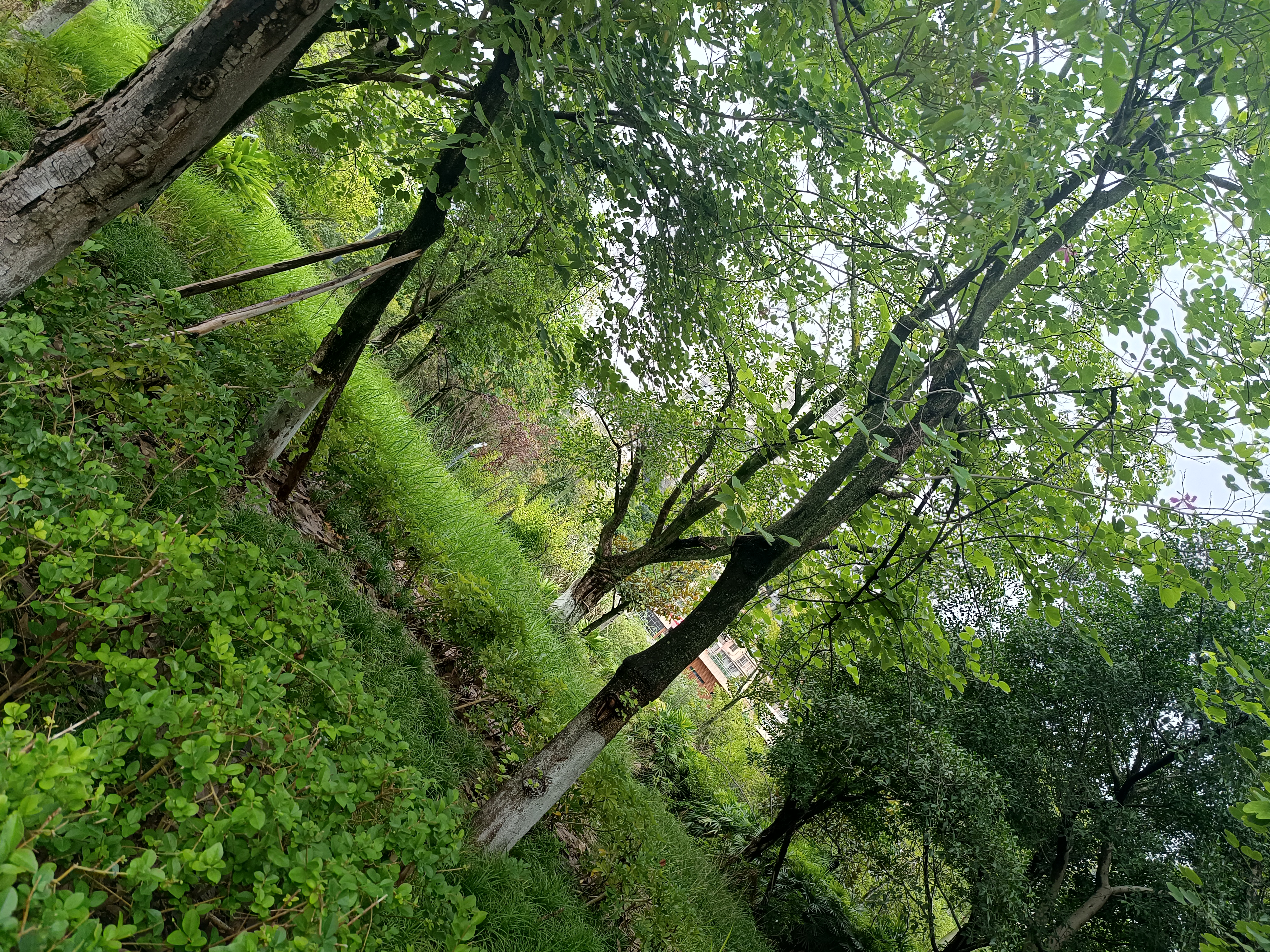 草地仰视繁茂绿树树冠素材