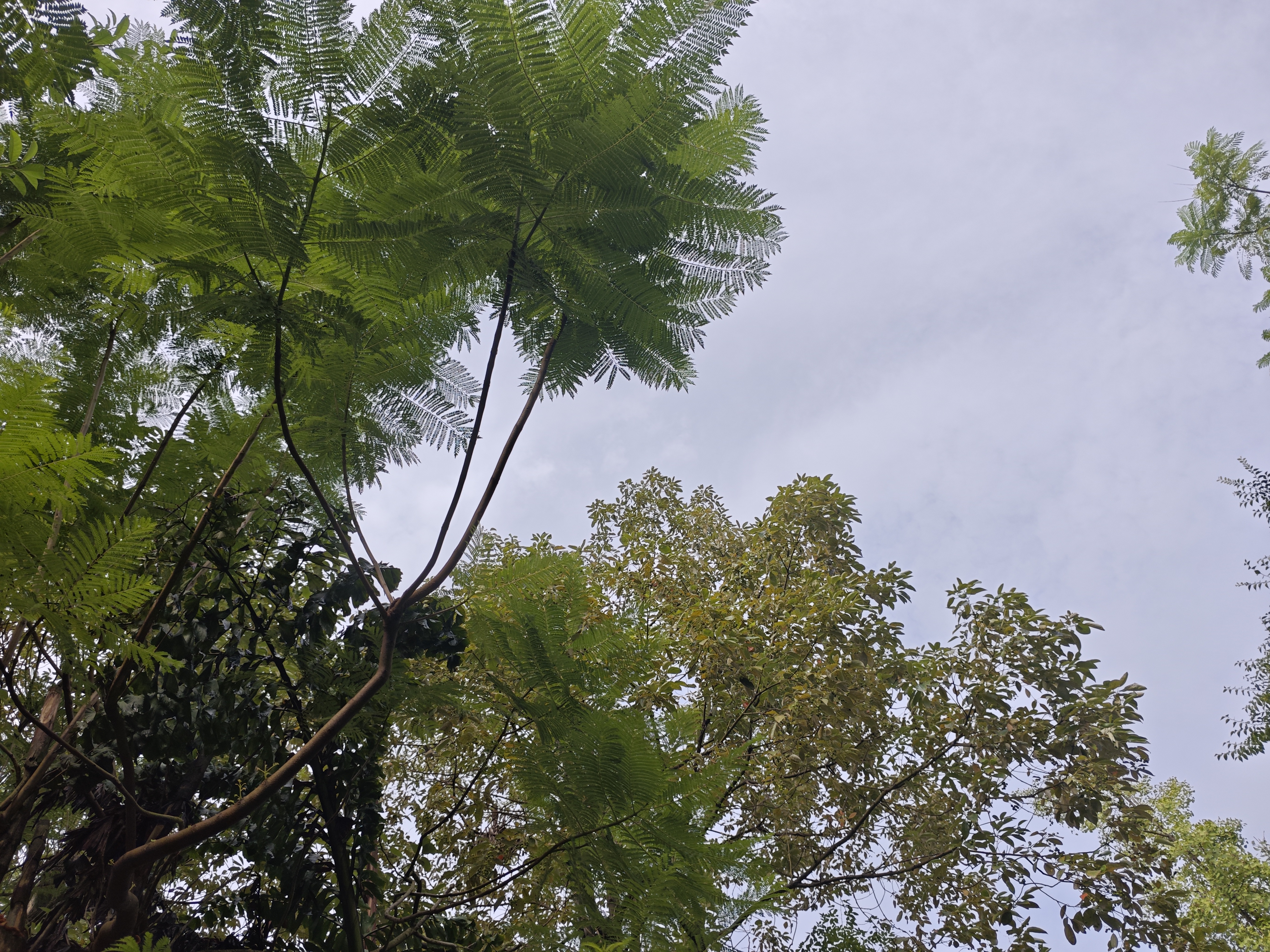 仰视繁茂树木枝叶植物素材