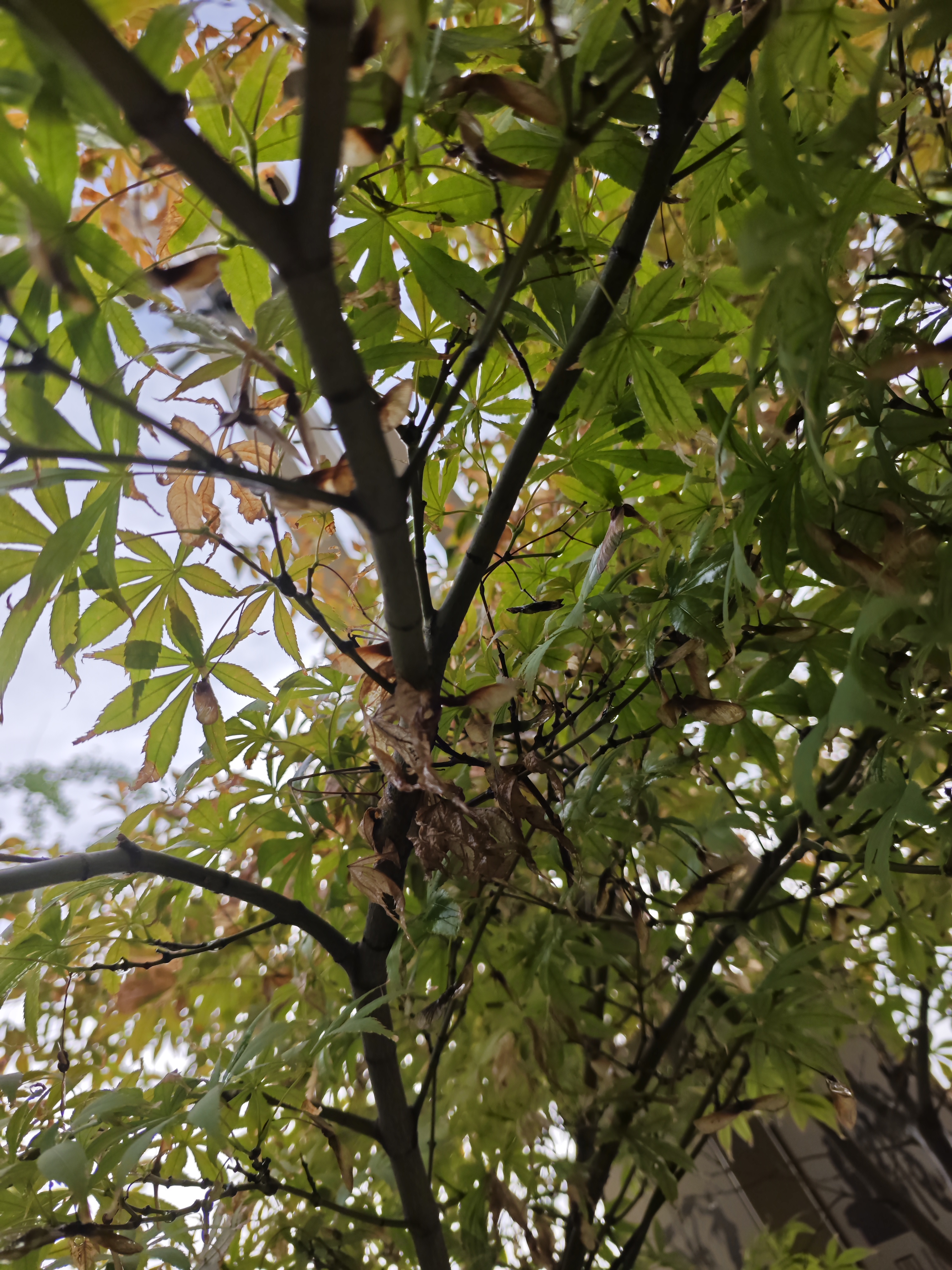 高大树木与周边绿植景象素材