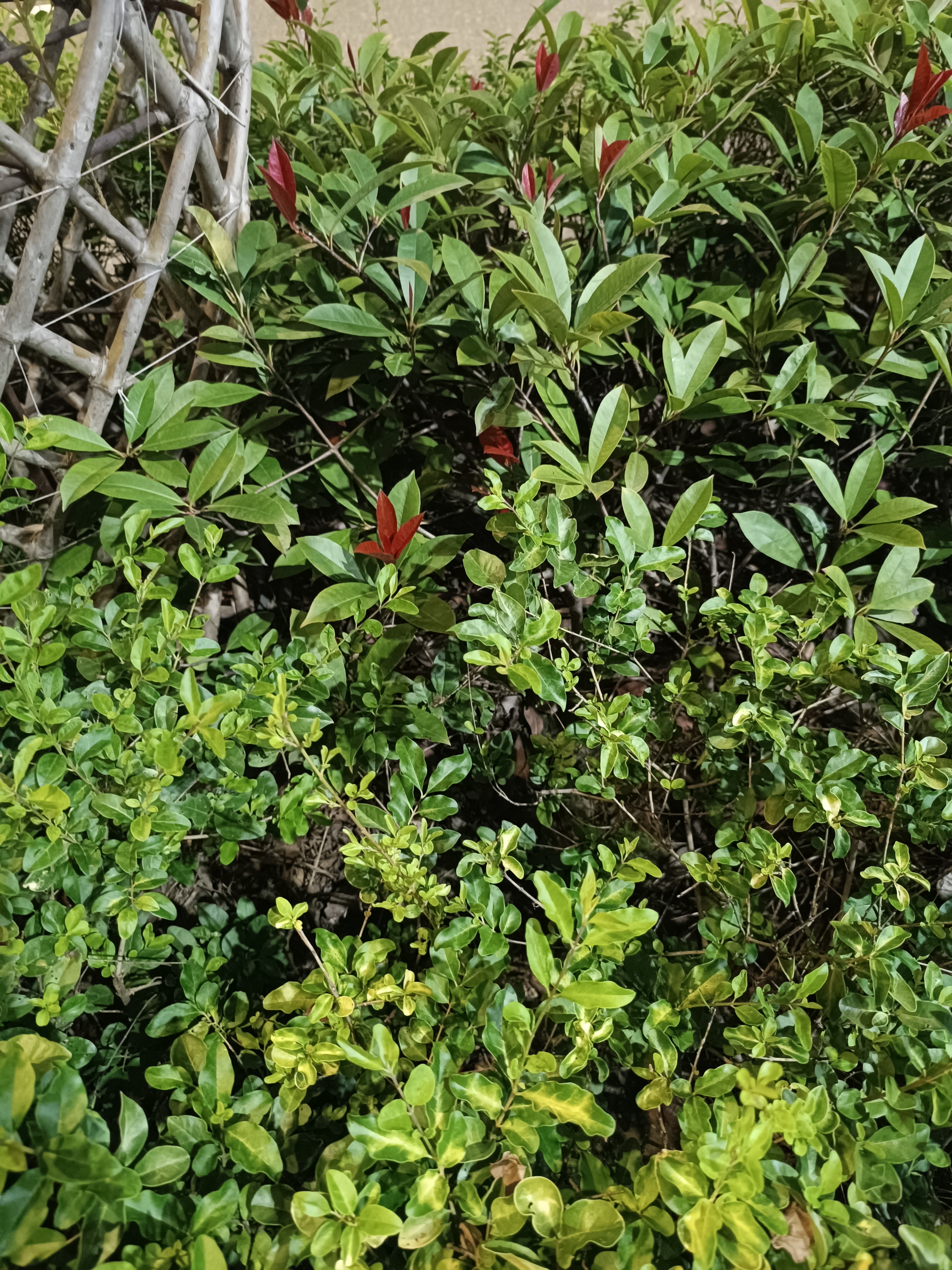 嫩绿繁茂的植物叶片素材