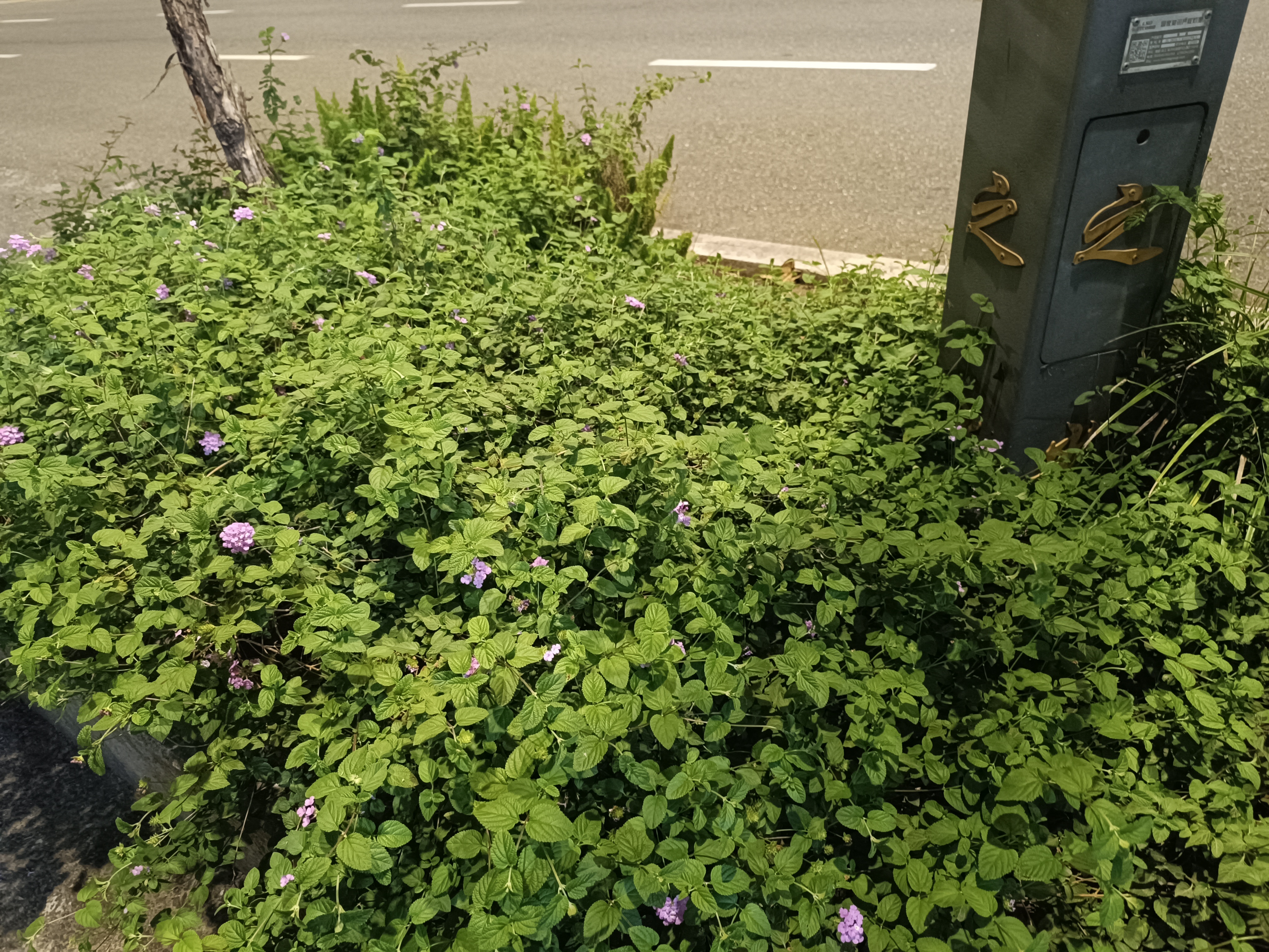 仰视天空中的绿树素材