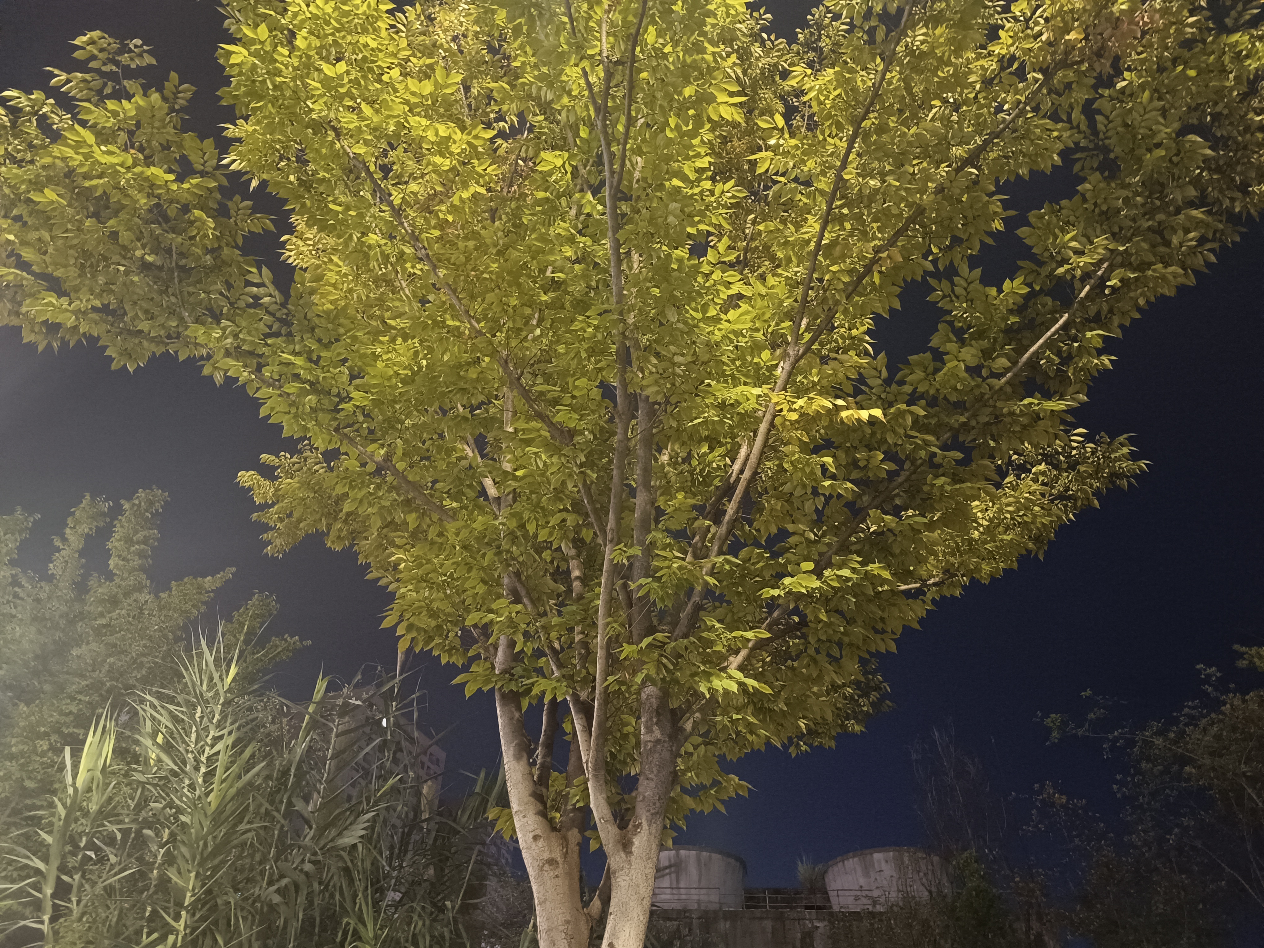 仰视茂密树林中的枝叶生机景象素材