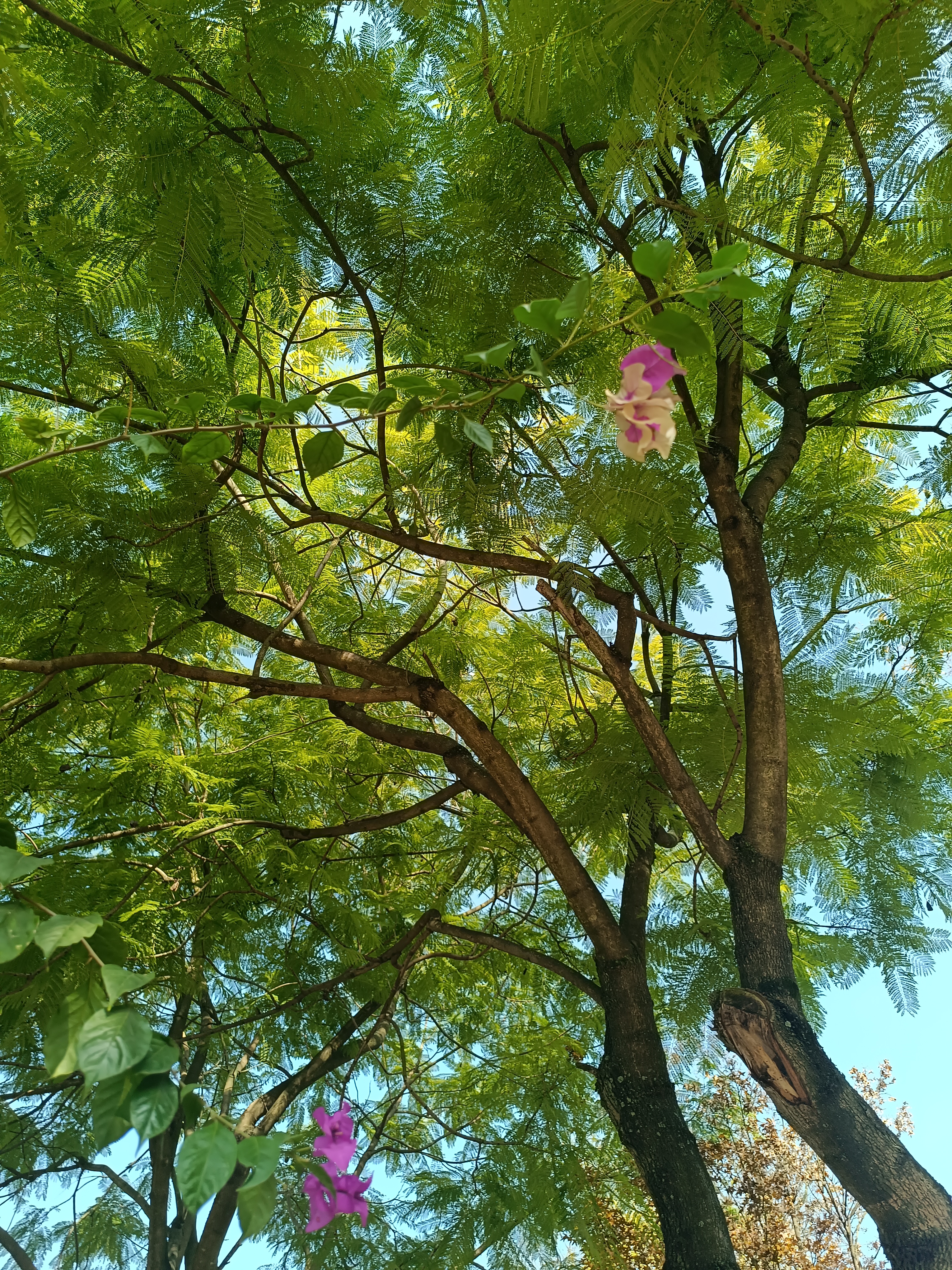 山间绽放的艳丽紫色花卉素材