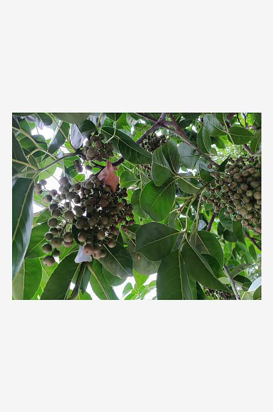 绿植树木花朵枝条丛林树干草地茂密