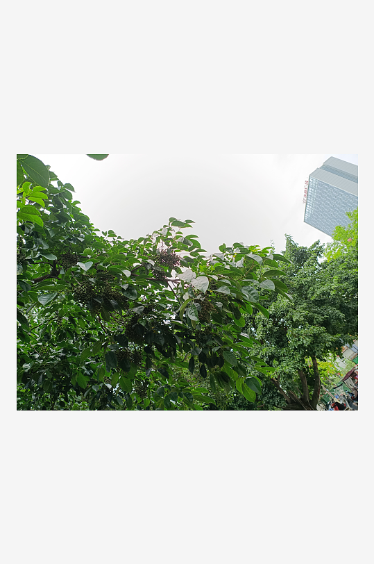 绿植树木花朵枝条丛林树干草地茂密