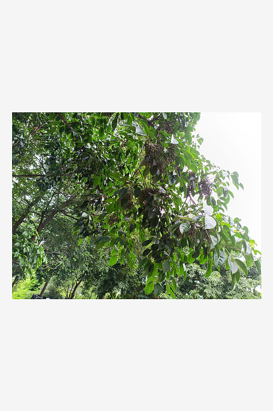 绿植树木花朵枝条丛林树干草地茂密