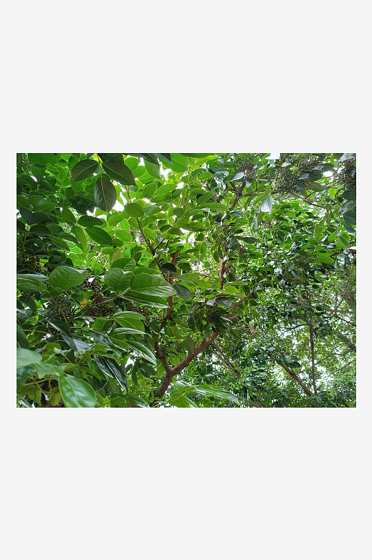 绿植树木花朵枝条丛林树干草地茂密