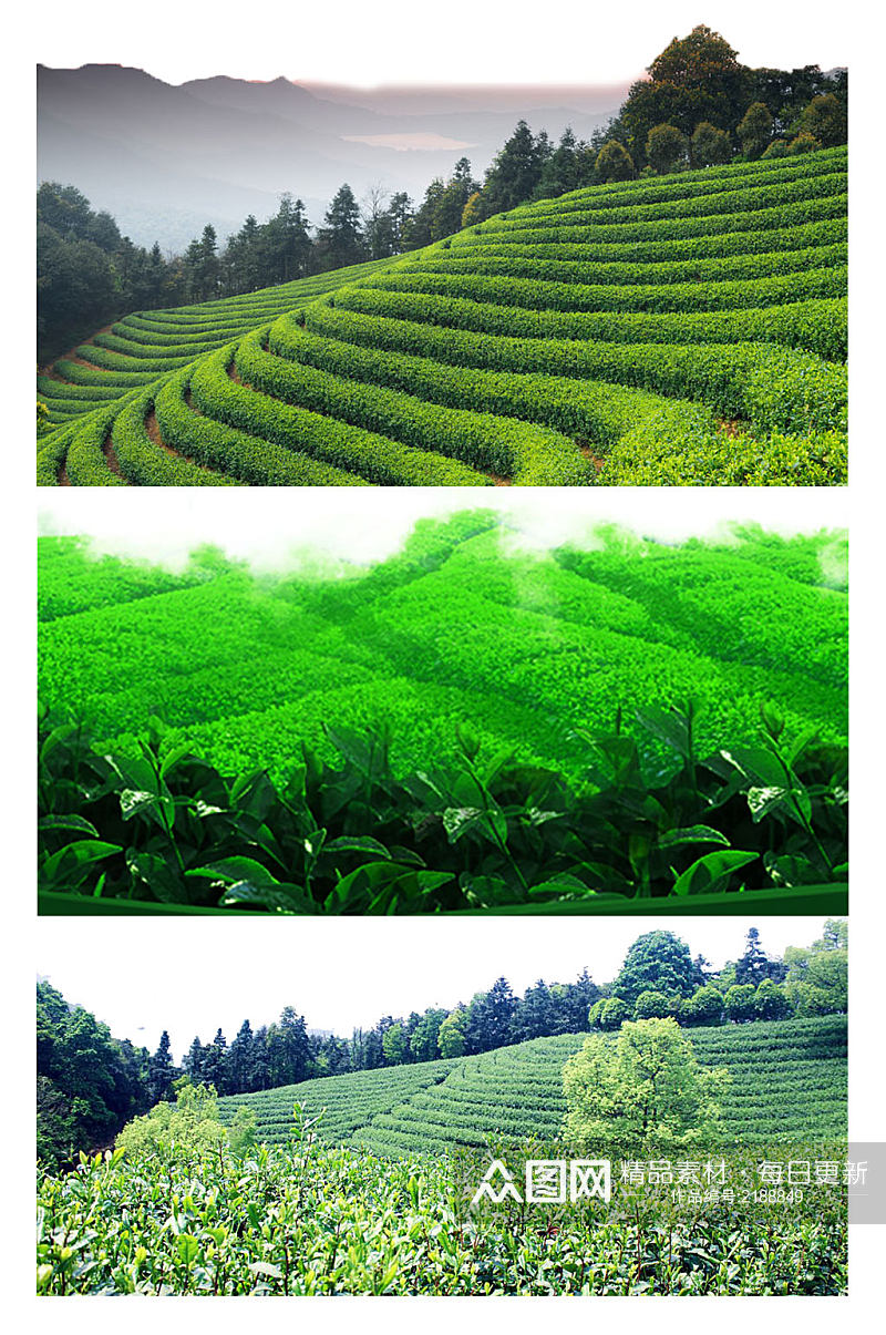绿色茶树茶田海报素材png元素素材