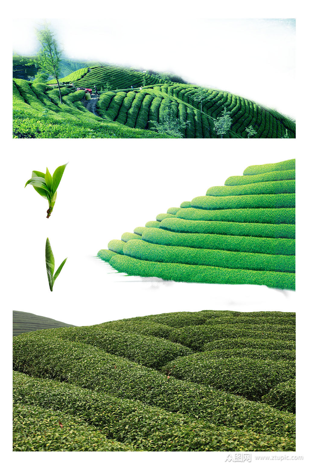绿色茶树茶田海报素材png元素素材