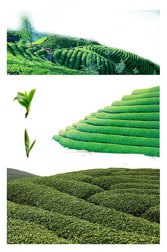 绿色茶树茶田海报素材png元素