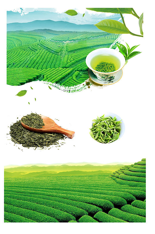 唯美绿色茶树茶田海报素材png元素