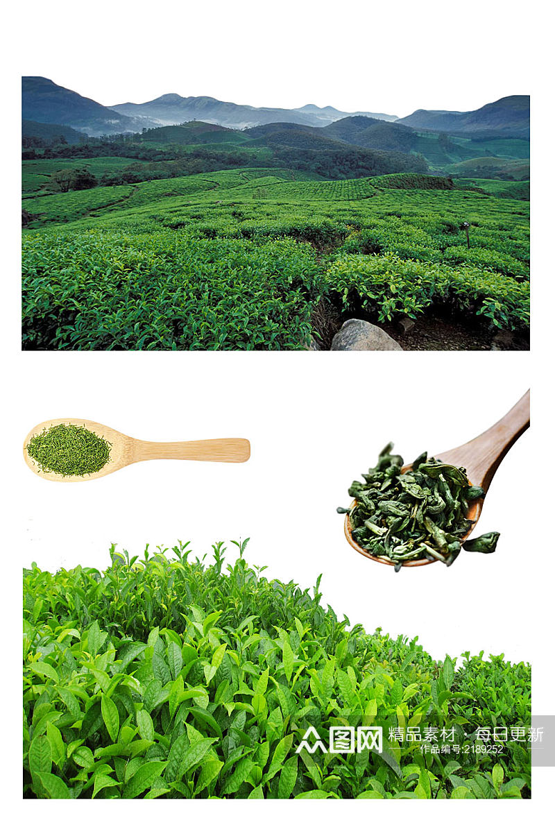 茶田茶树茶叶素材png元素素材