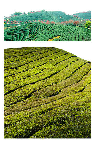 绿色茶田茶树茶叶素材png元素
