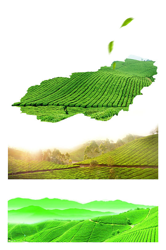 茶叶品牌营销策划书_茶叶策划方案品牌怎么写_茶叶品牌策划方案