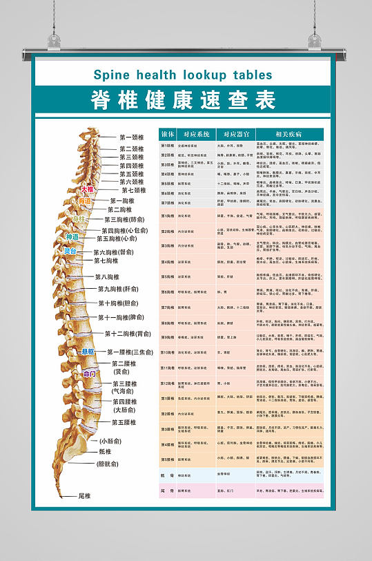 脊柱健康速查海报